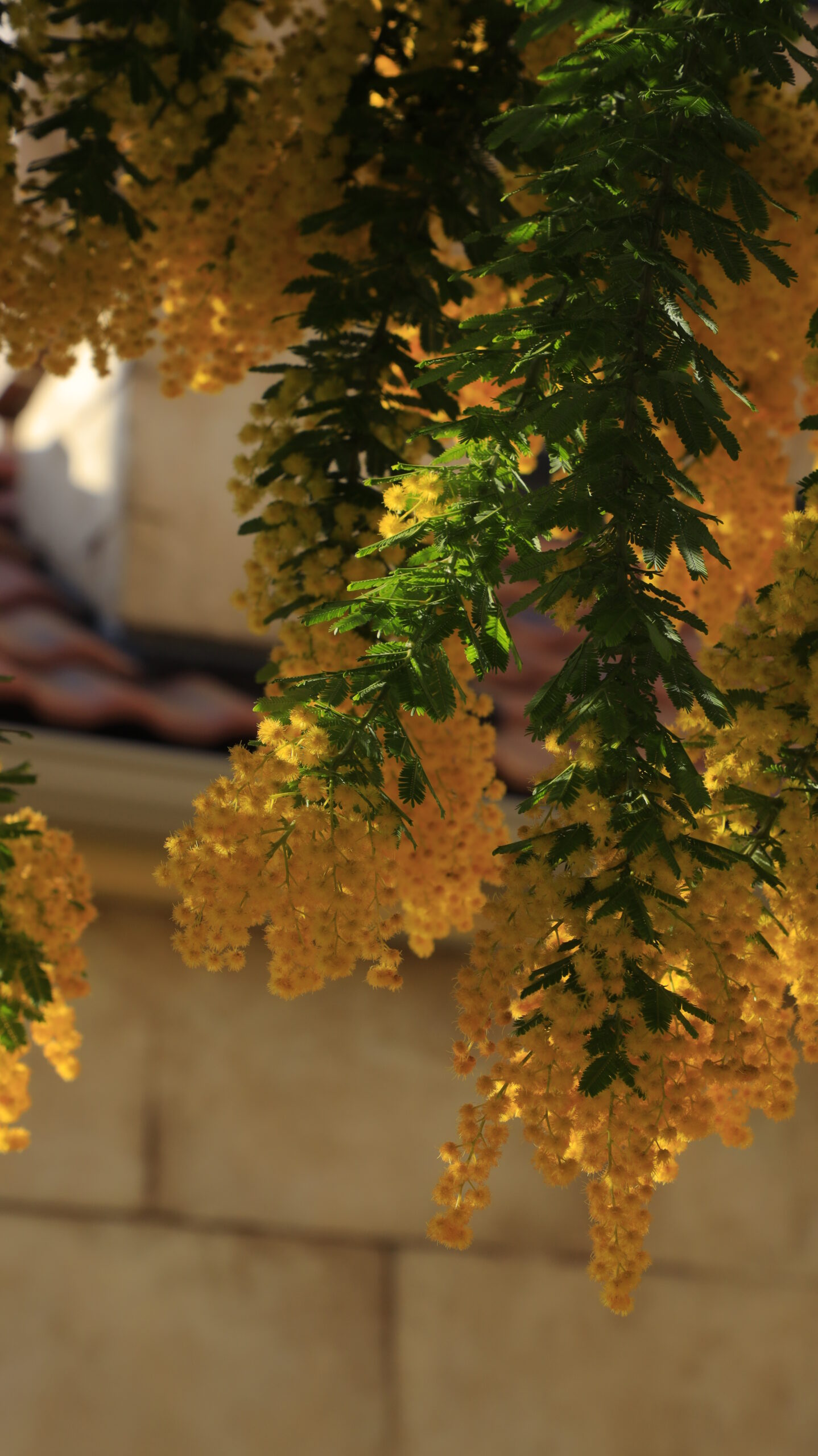 パティスリーナチュレルで、ミモザ越しにお店の外観を背景に撮影した春の風景。