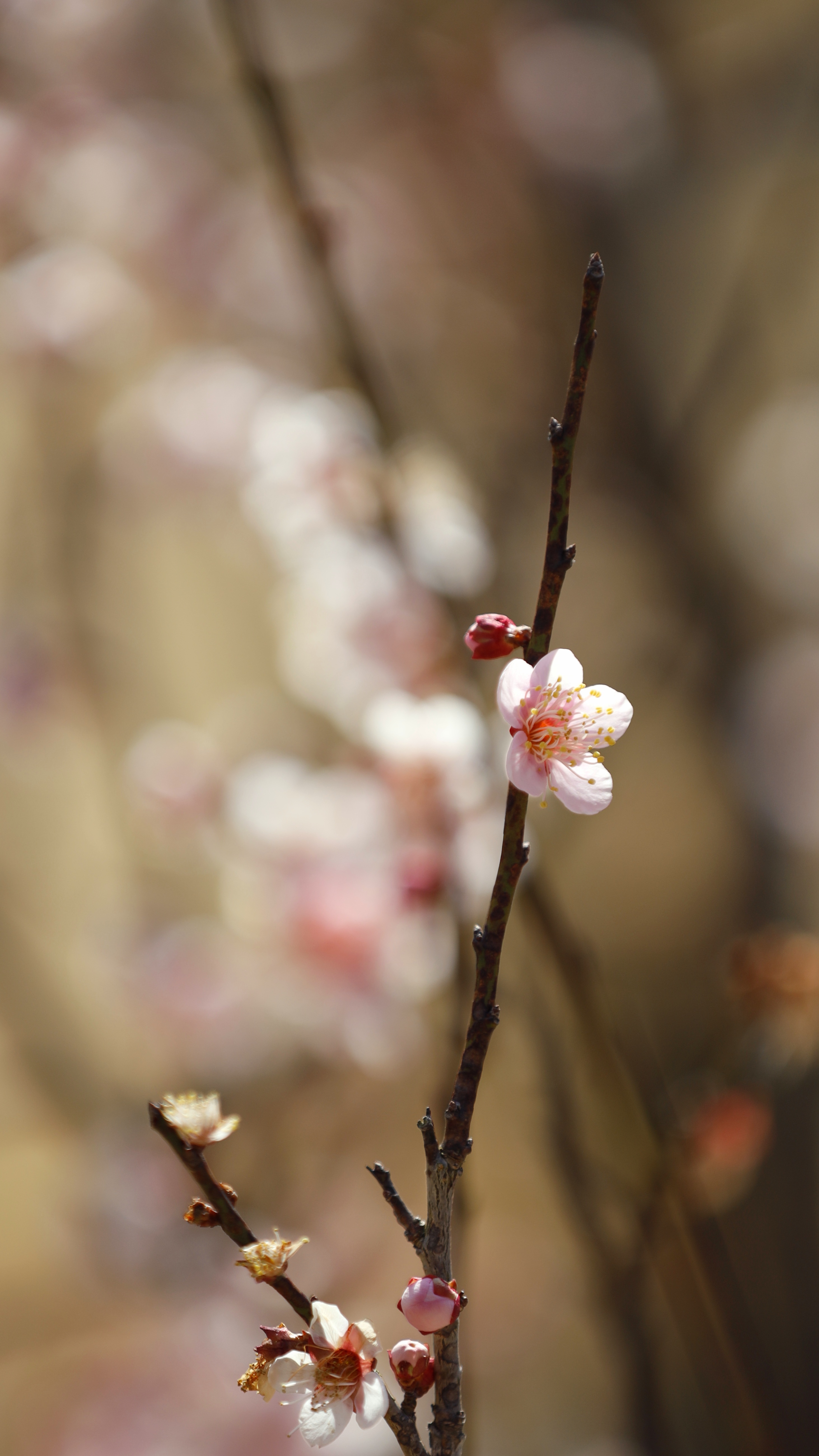 小田原フラワーガーデンにて、「キリッとした表情の梅の花」と感じた写真です。