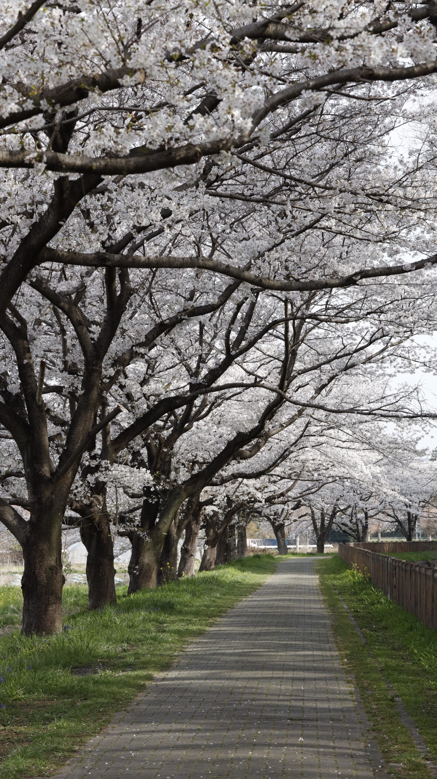 見沼田んぼの桜回廊にて、「川沿いの桜道を歩く」と感じた写真です。