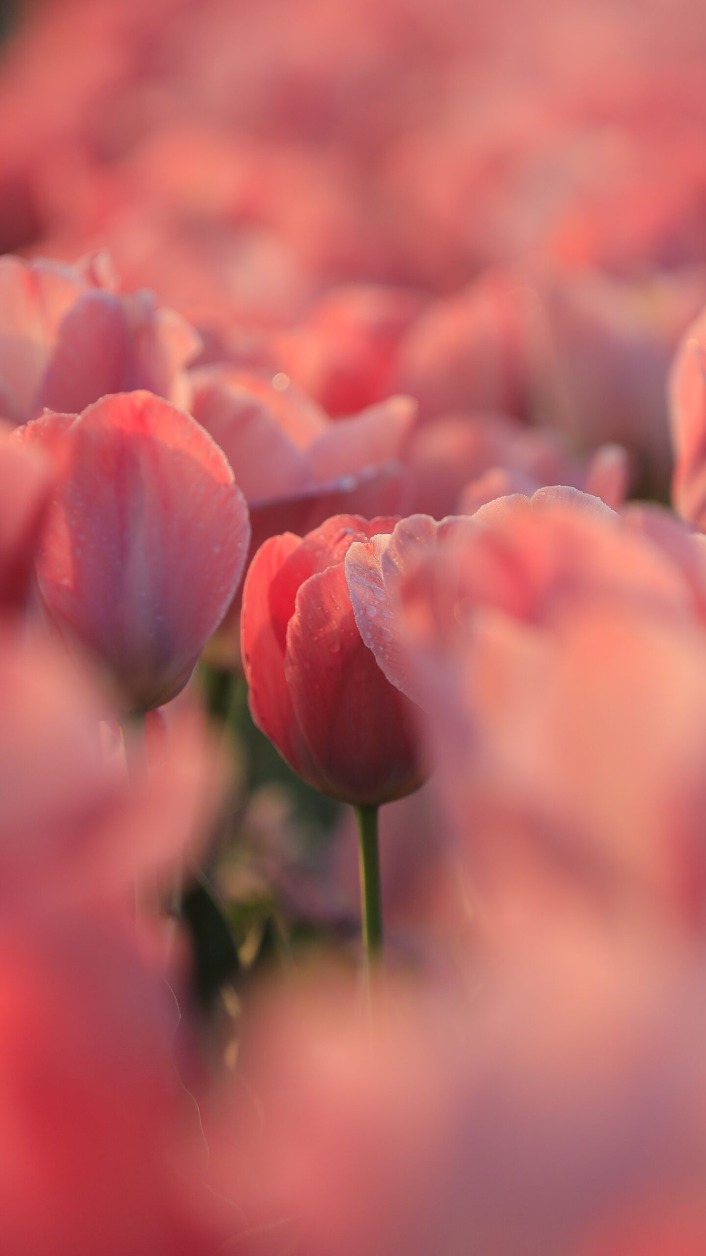 あけぼの山農業公園で、ピンクの中に濃いピンクが覗くチューリップの様子
