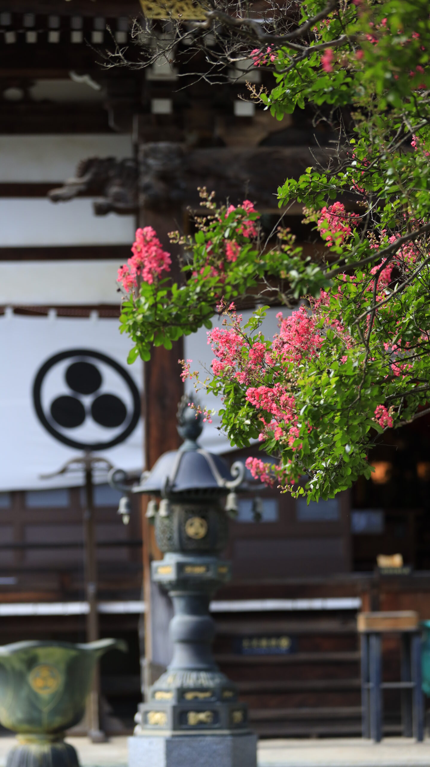 東光寺(安曇野市)で綺麗に咲く百日紅にピントを合わせ、寺院を背景に撮影