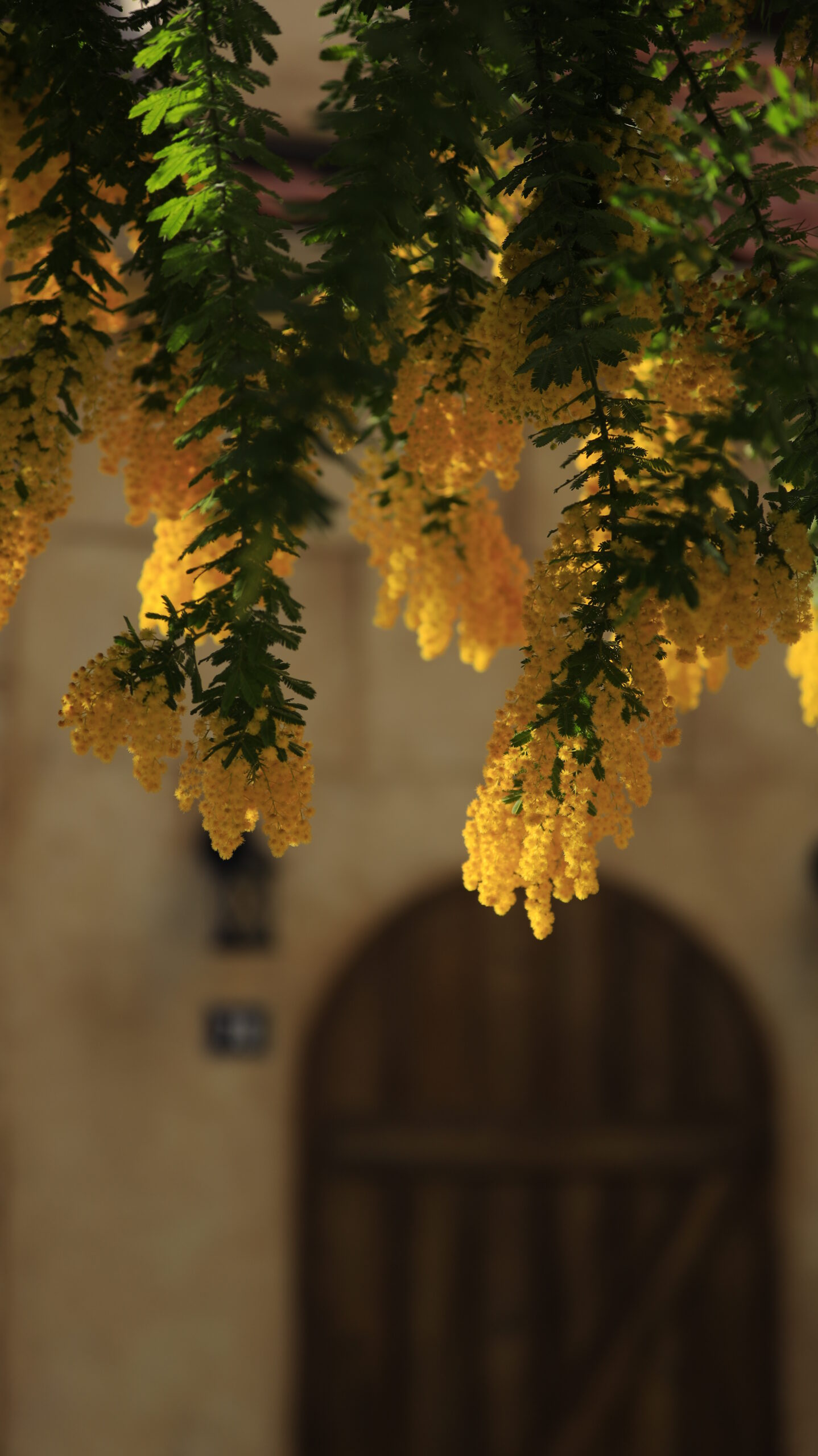 パティスリーナチュレルで、ミモザの花と店舗外観とドアを組み合わせて撮影した春の風景。