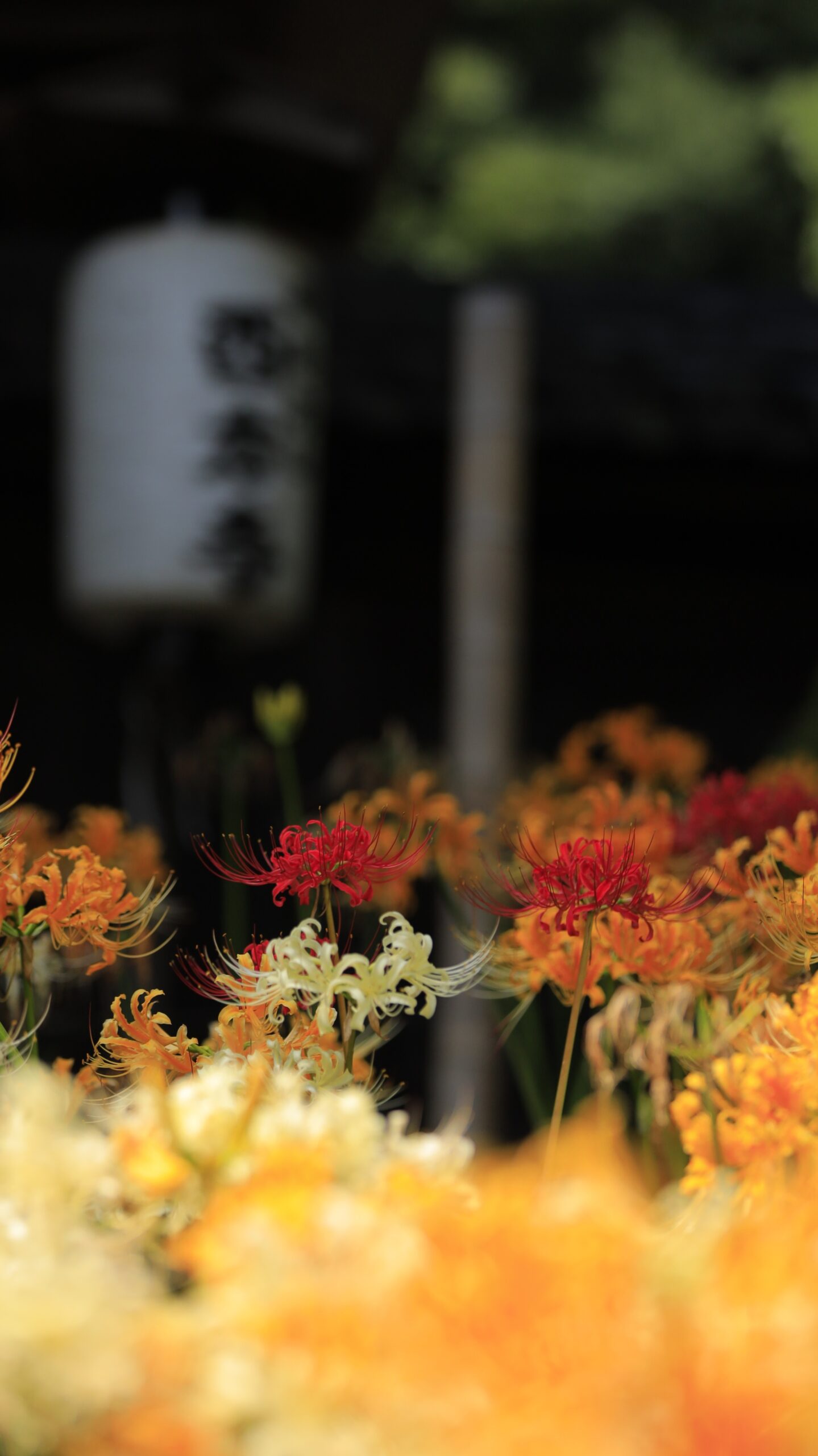 西方寺(横浜)で赤い彼岸花にピントを合わせ提灯を背景に撮影した写真