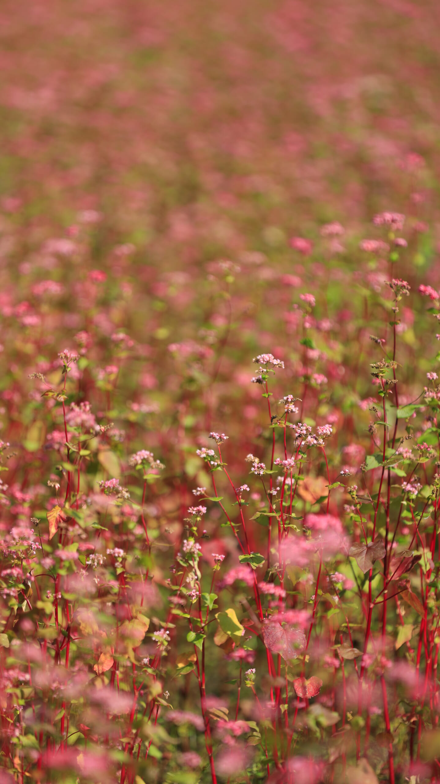 赤そばの里で綺麗に咲くピンク色の赤そばの花をアップで撮影