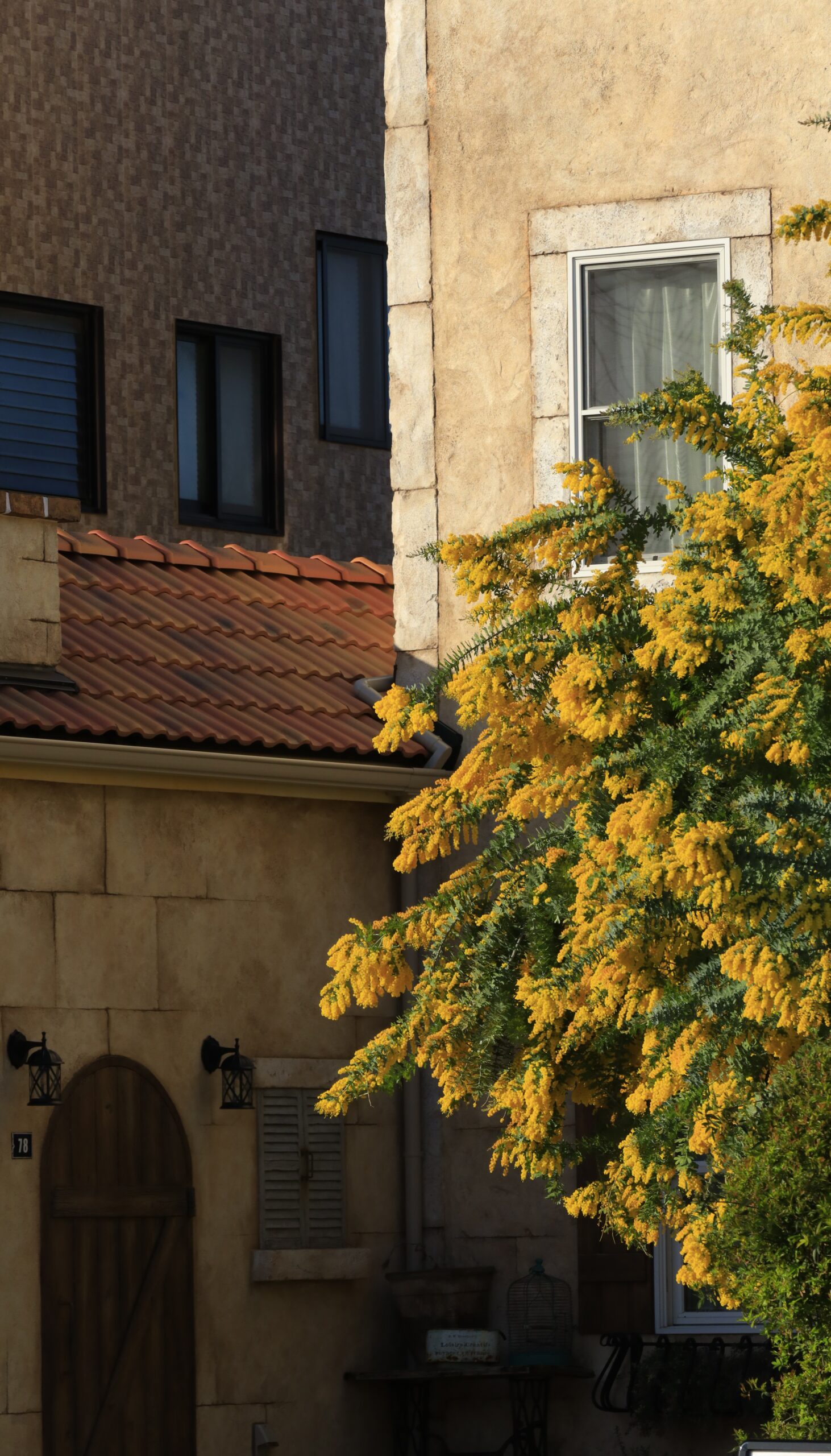 パティスリーナチュレルで、斜めの位置からミモザと店舗の構造を撮影した景色。