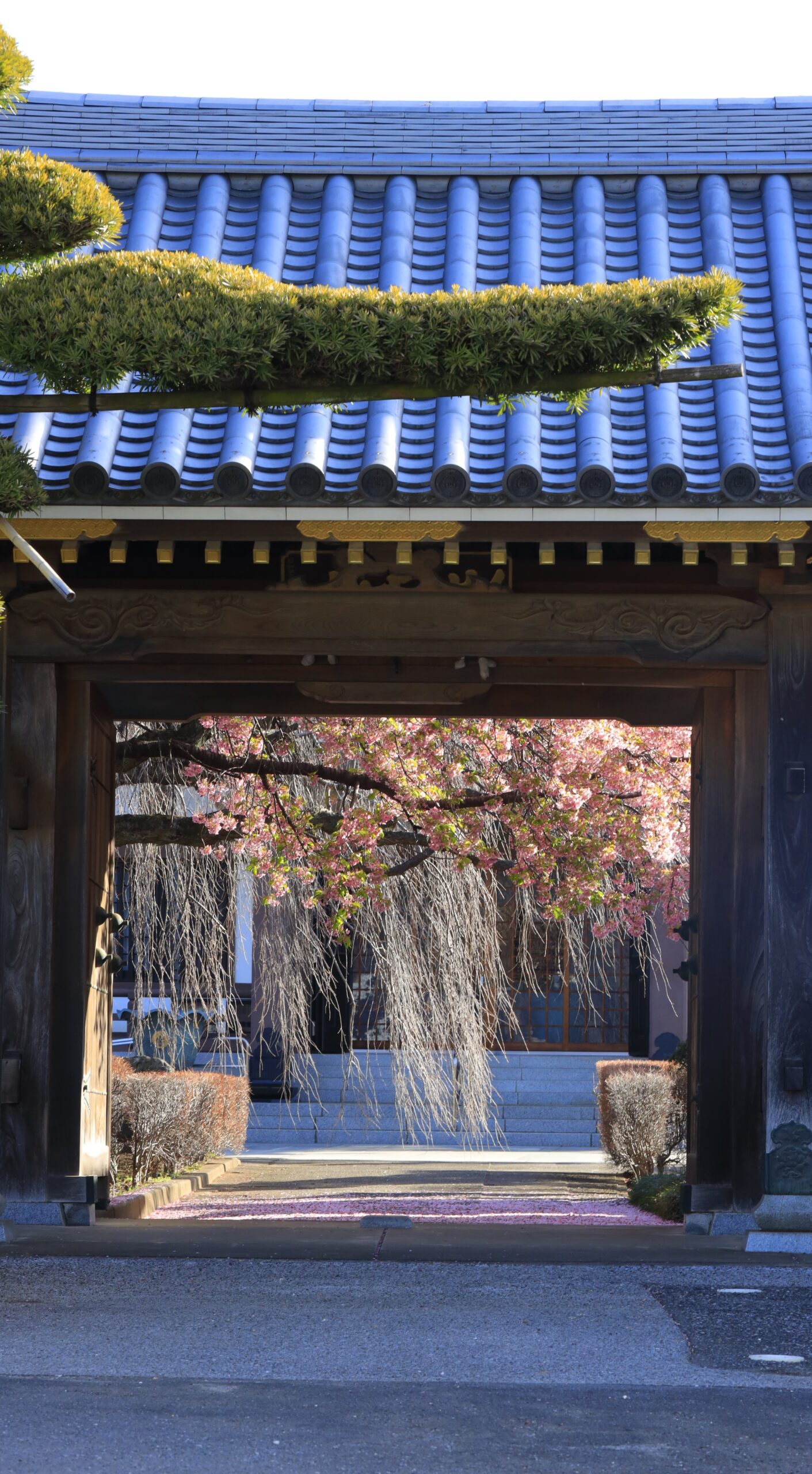 岩槻の浄源寺で、葉桜になった河津桜と寺院の建物を撮影した春の風景。