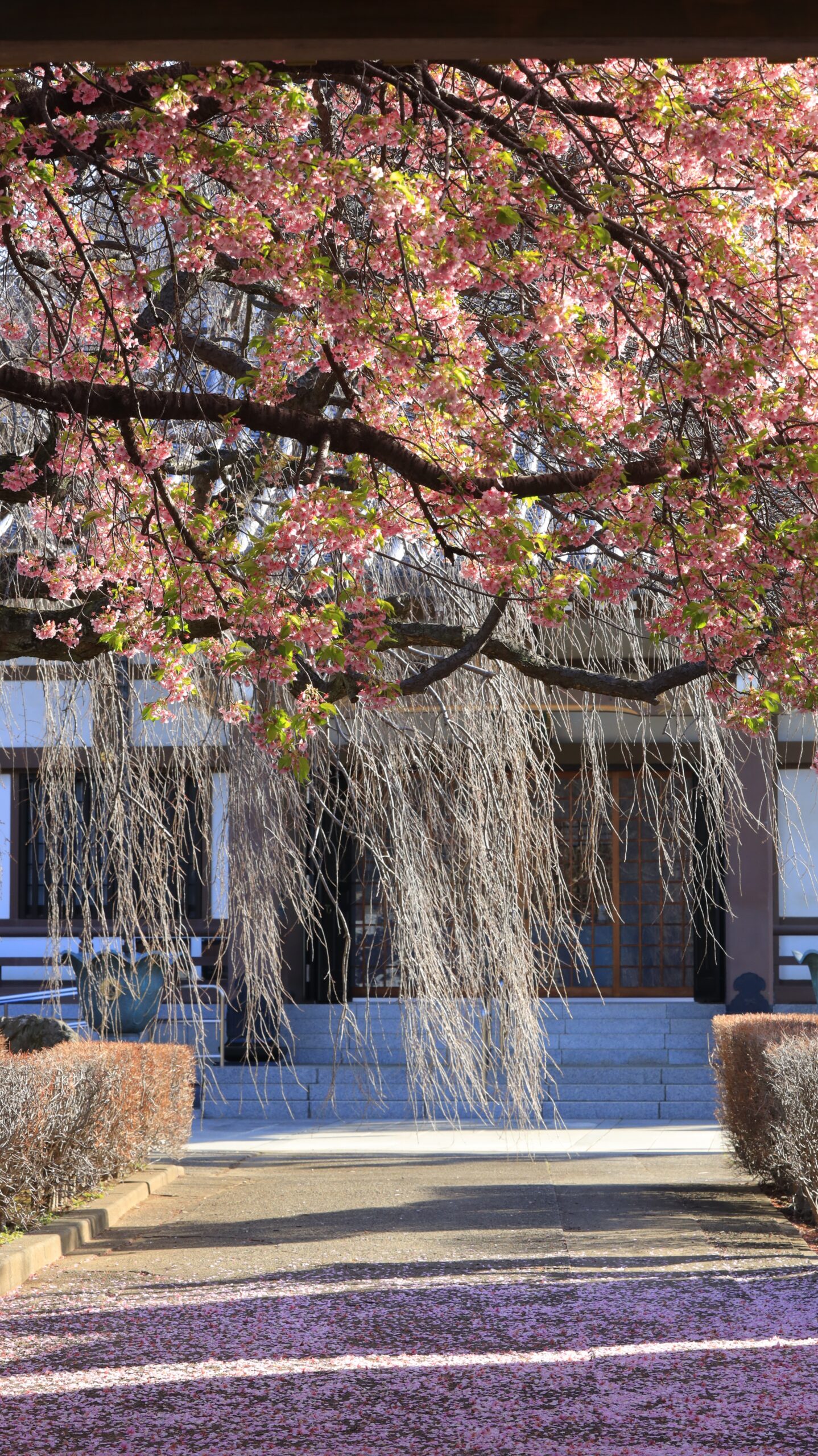 岩槻の浄源寺で、葉桜と奥に見える寺院の建物を撮影した景色。