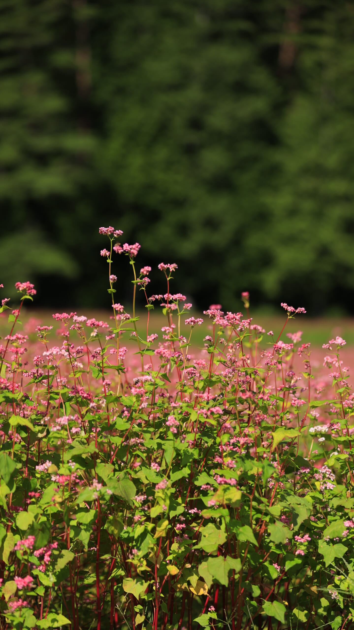 赤そばの里で横から撮影したピンク色の赤そばの花と茎