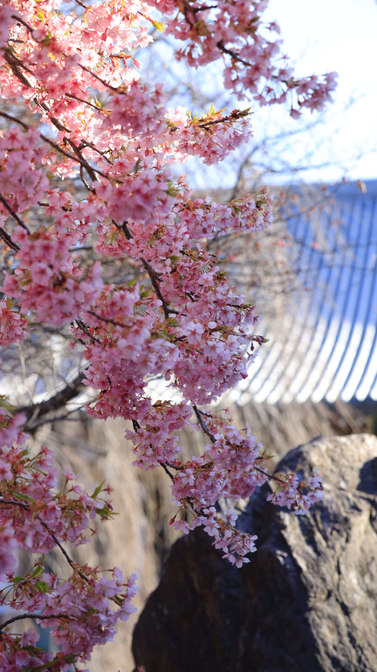 岩槻の浄源寺で、咲いている河津桜と瓦屋根を組み合わせて撮影した寺院風景。