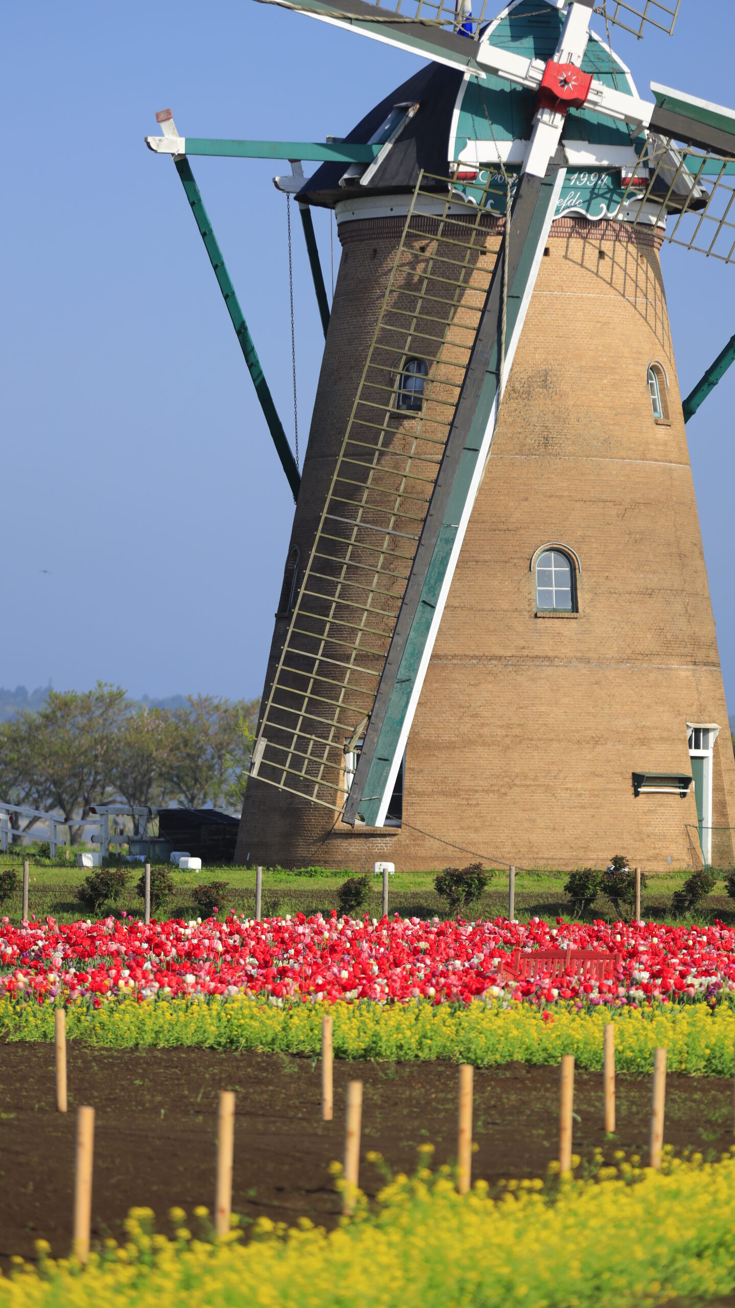 佐倉ふるさと広場で、少し離れて菜の花とチューリップと風車を収めた構図