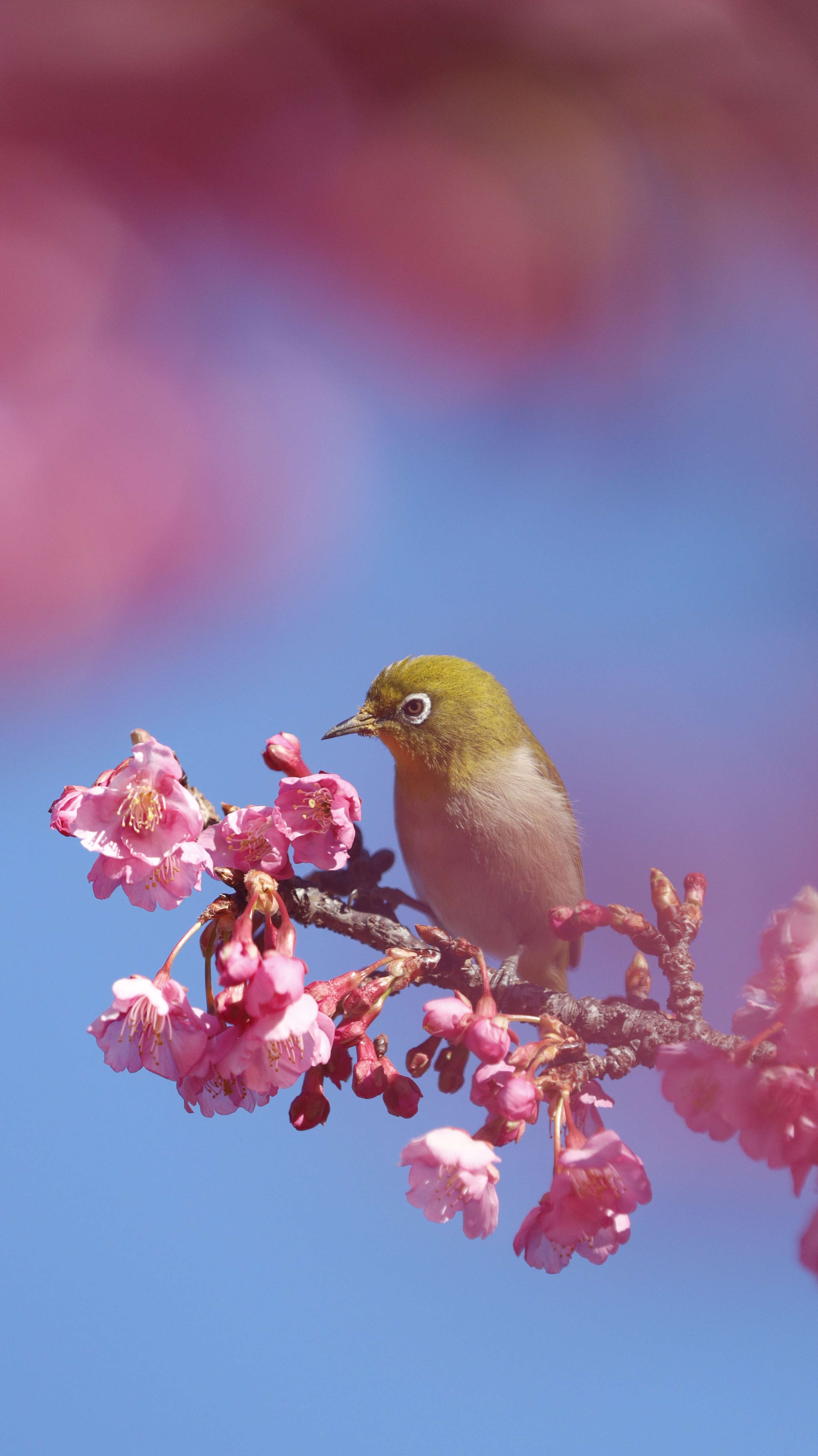 木場公園にて、「優しく包まれるメジロと寒桜」と感じた写真です。