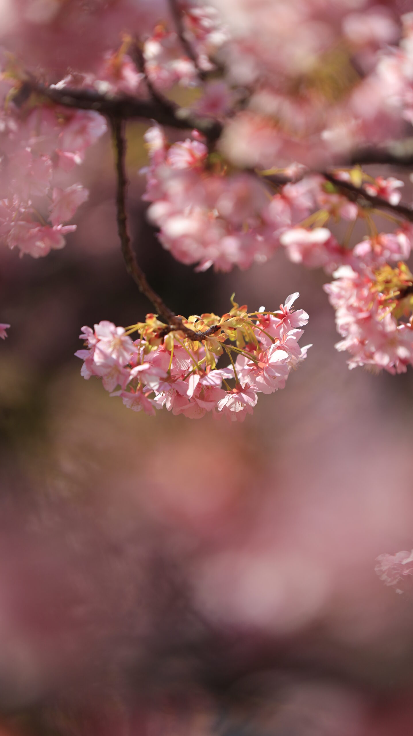 横須賀美術館で、ふんわりした河津桜を背景をぼかして撮影。柔らかなボケ味を活かした表現。