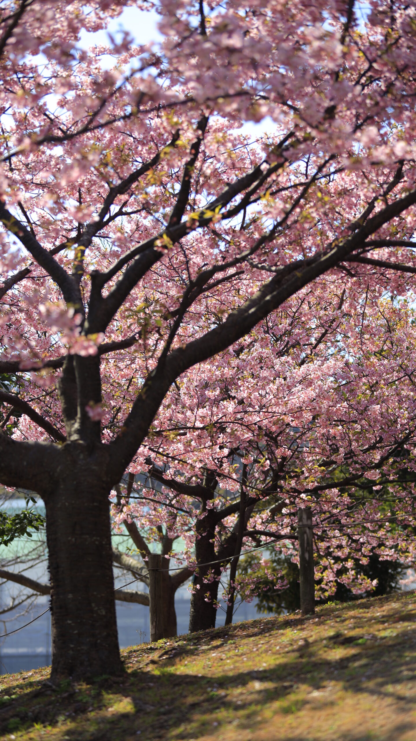 横須賀美術館で、綺麗に咲き誇る河津桜を撮影。春の訪れを感じさせる一枚。