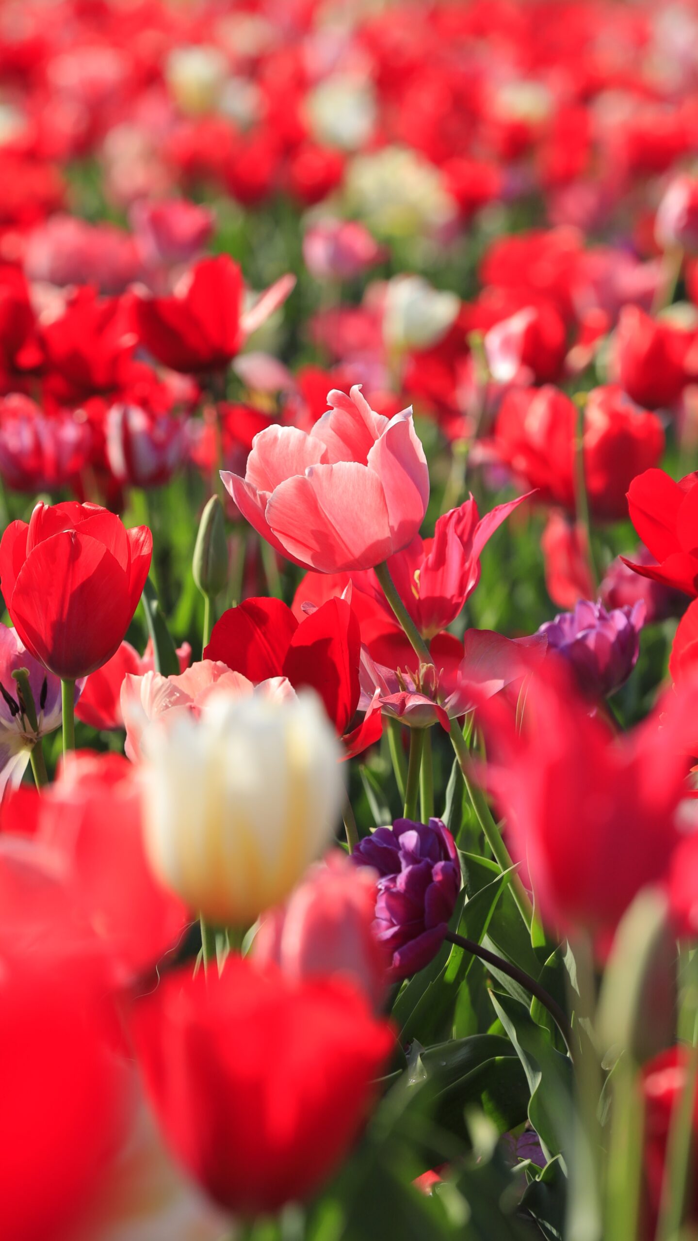 佐倉ふるさと広場で、赤いチューリップを主役に背景をぼかした構図