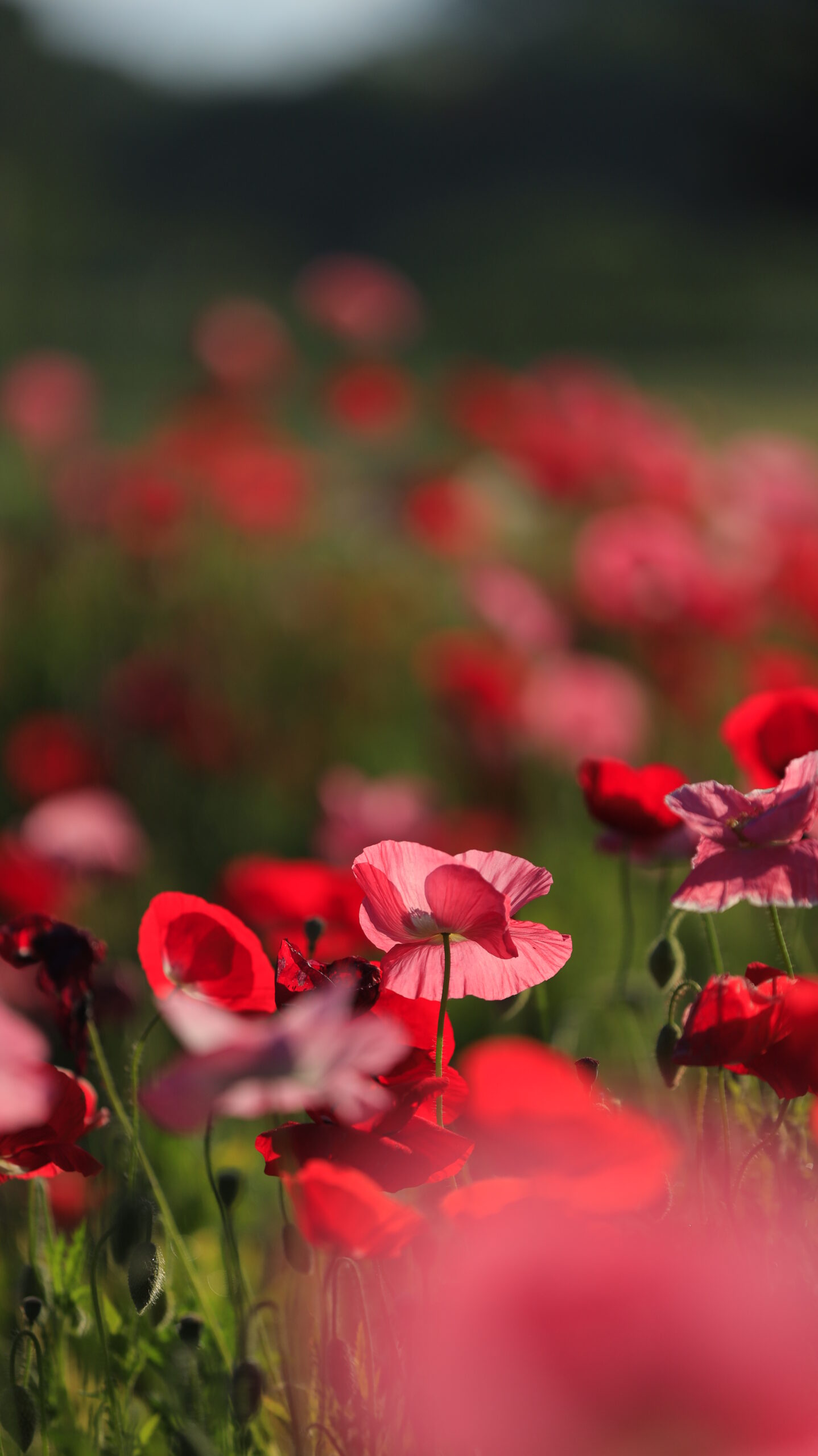 ホーミックふれあい公園で美しく咲くポピーの花々を写した春の花風景