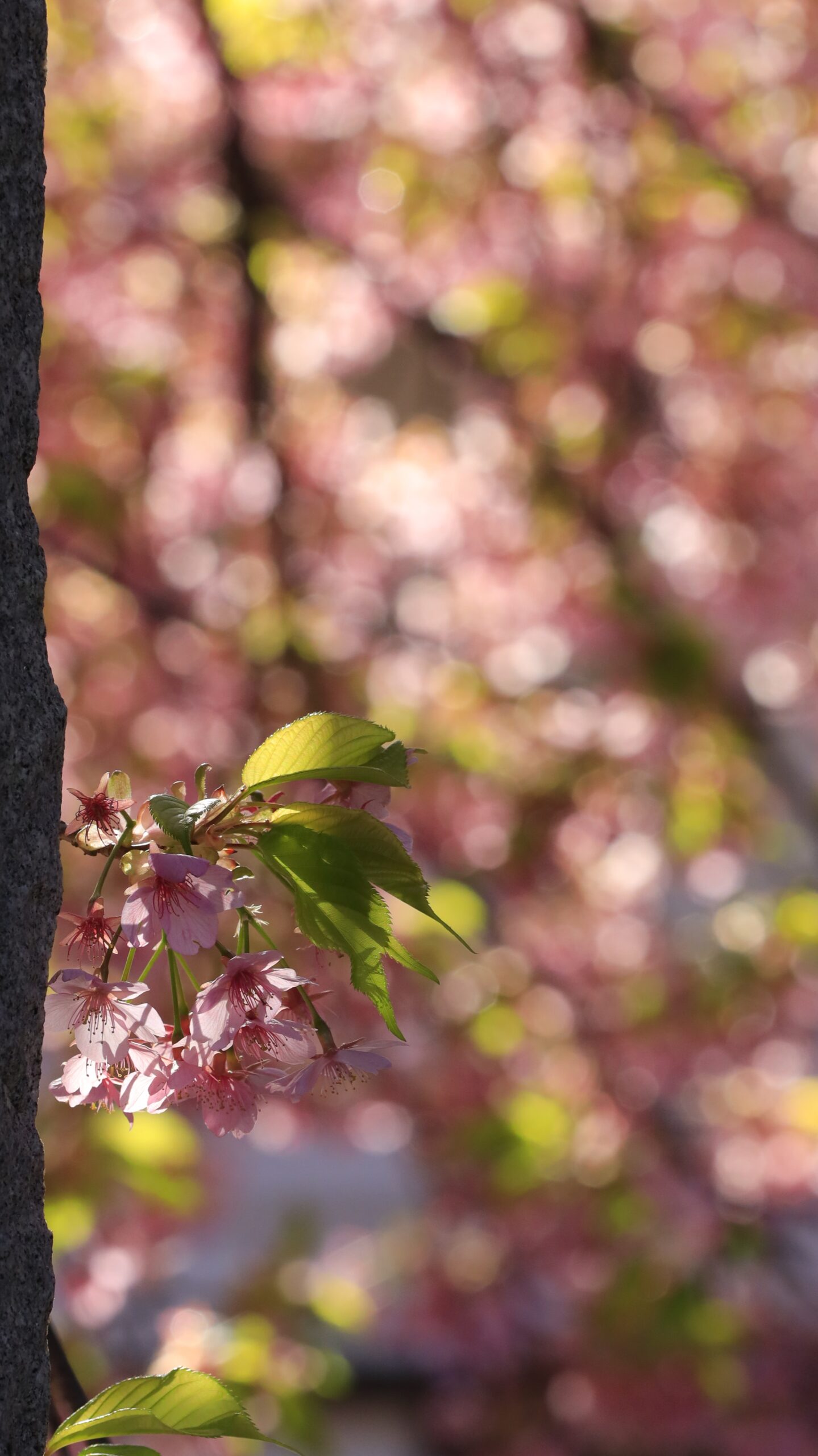 岩槻の浄源寺で、桜の花にピントを合わせ奥に玉ボケを配置した春の写真。