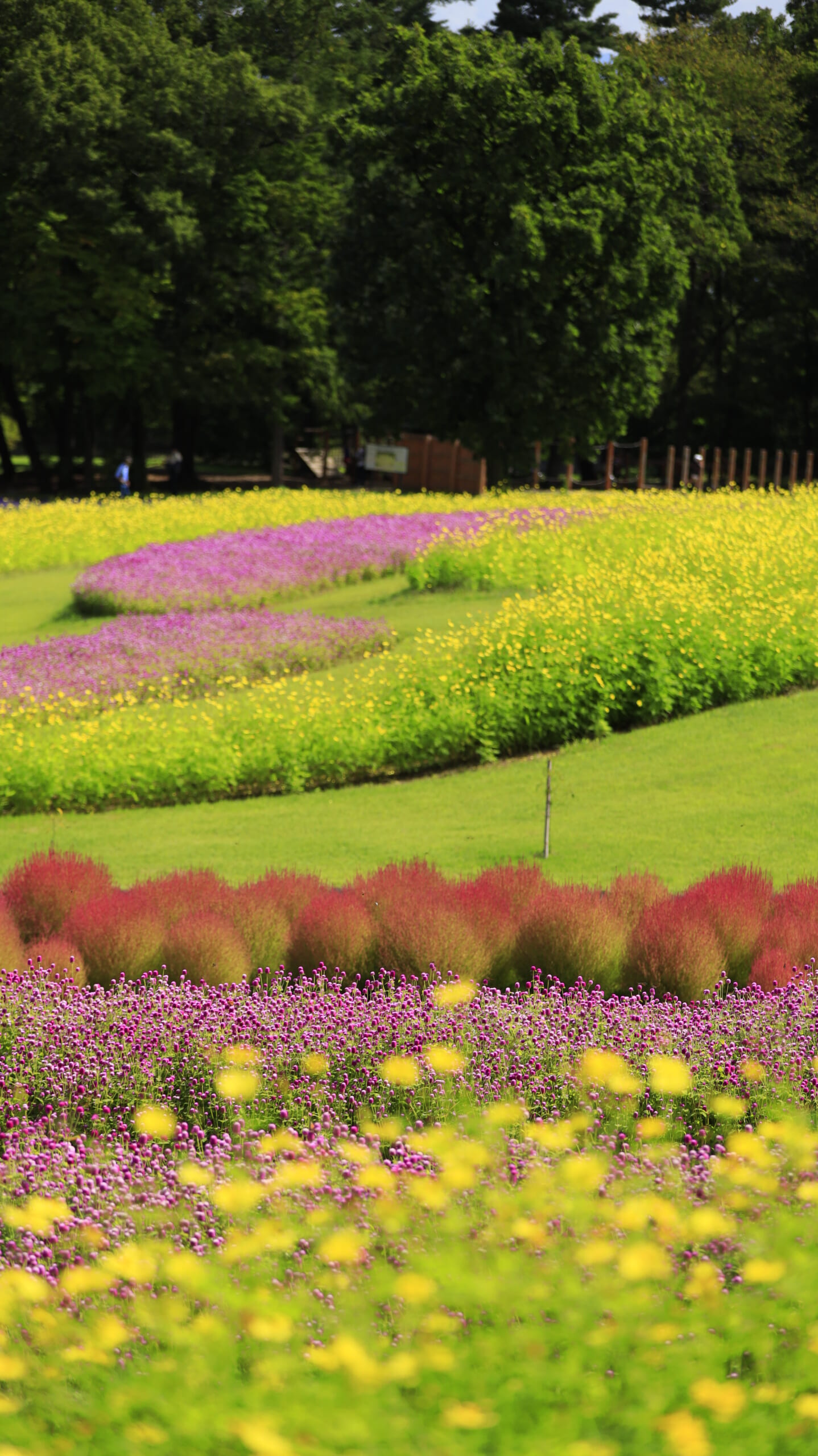 国営アルプスあづみの公園の色づき始めたコキアとコスモス、千日紅
