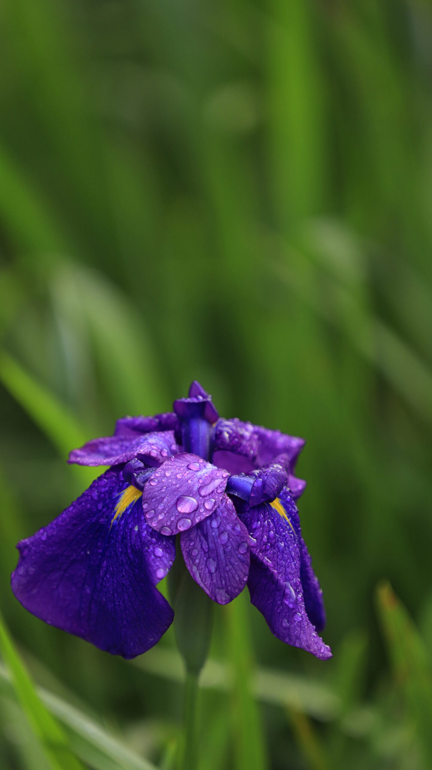 赤堀花しょうぶ園の水滴がついた綺麗な花菖蒲