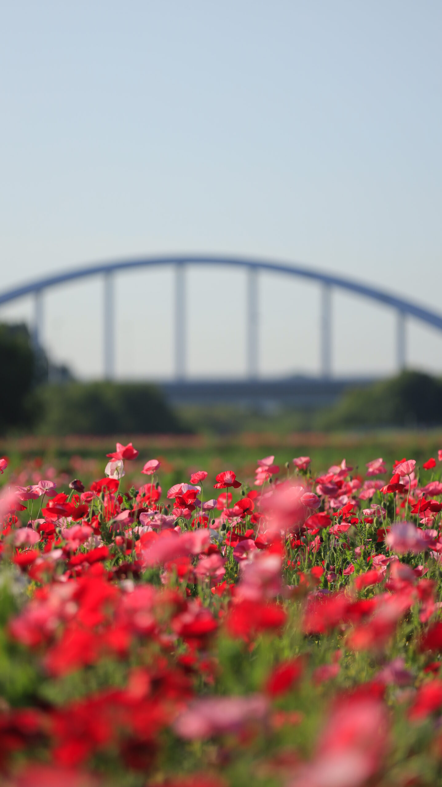 ホーミックふれあい公園で望遠レンズを使いキラキラ輝くポピーと橋を写した写真