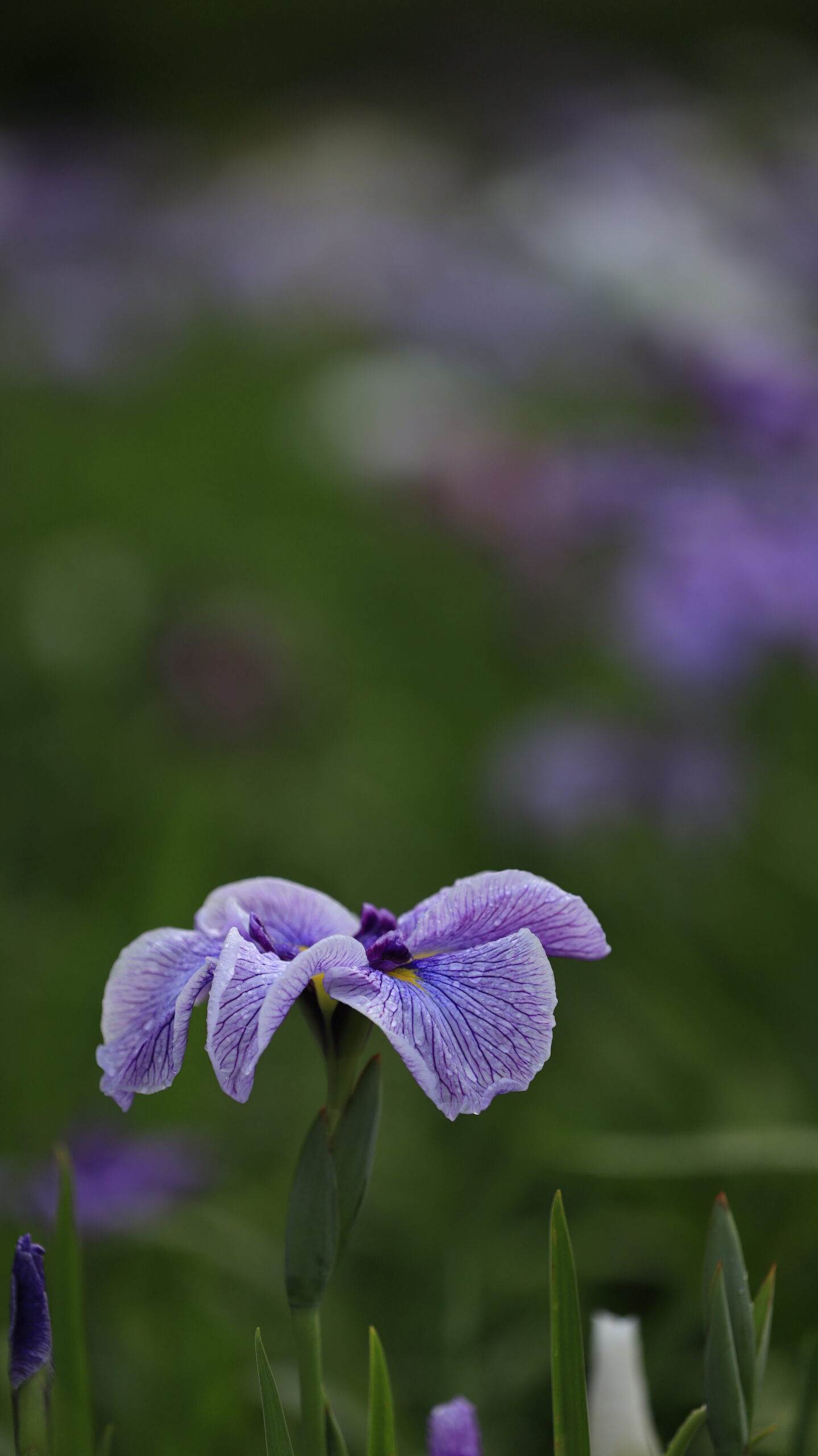 赤堀花しょうぶ園の形が綺麗な花菖蒲を横から見た様子