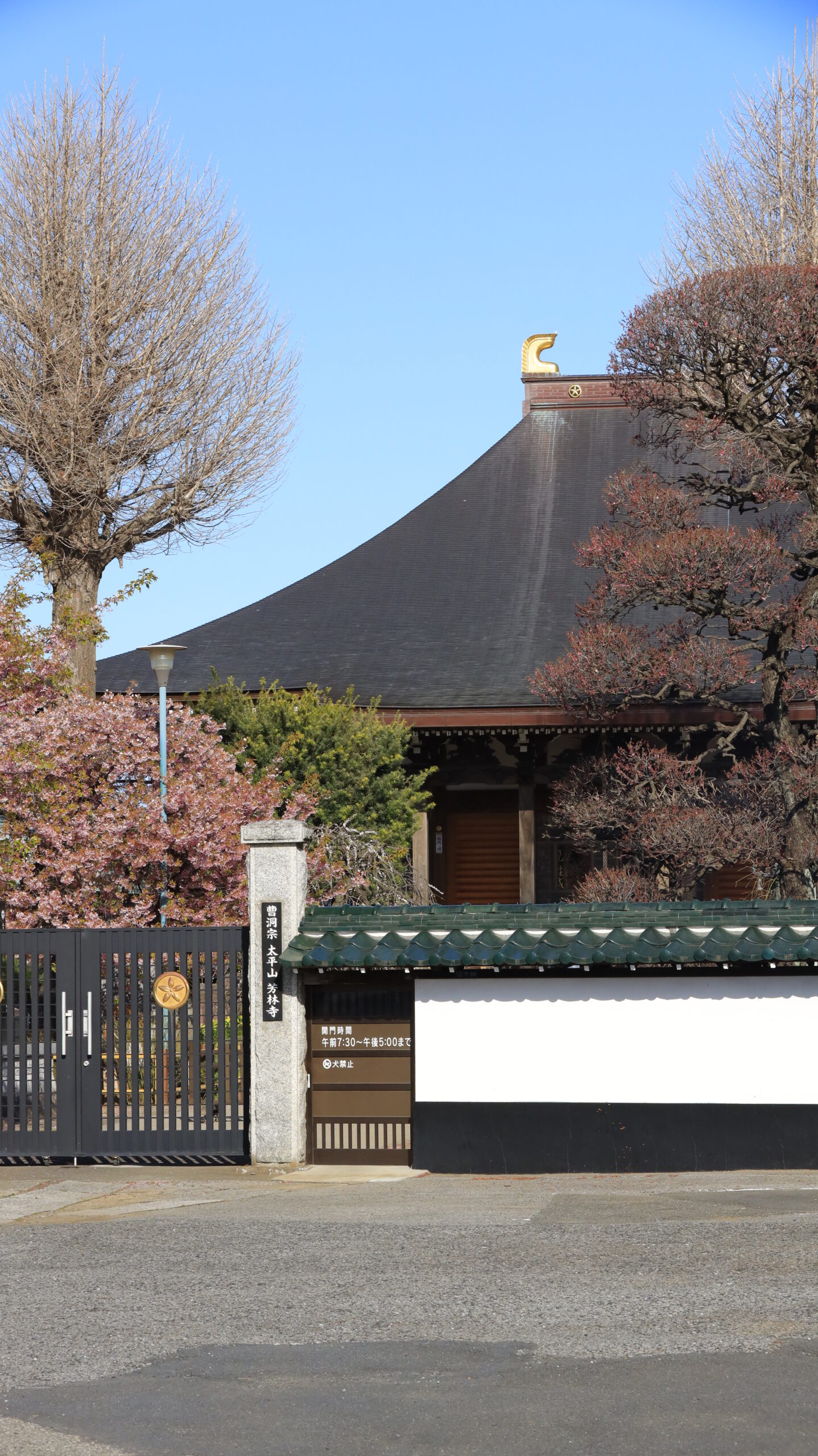岩槻の芳林寺で、少し離れた位置から寺院全体と河津桜を撮影した春の風景。