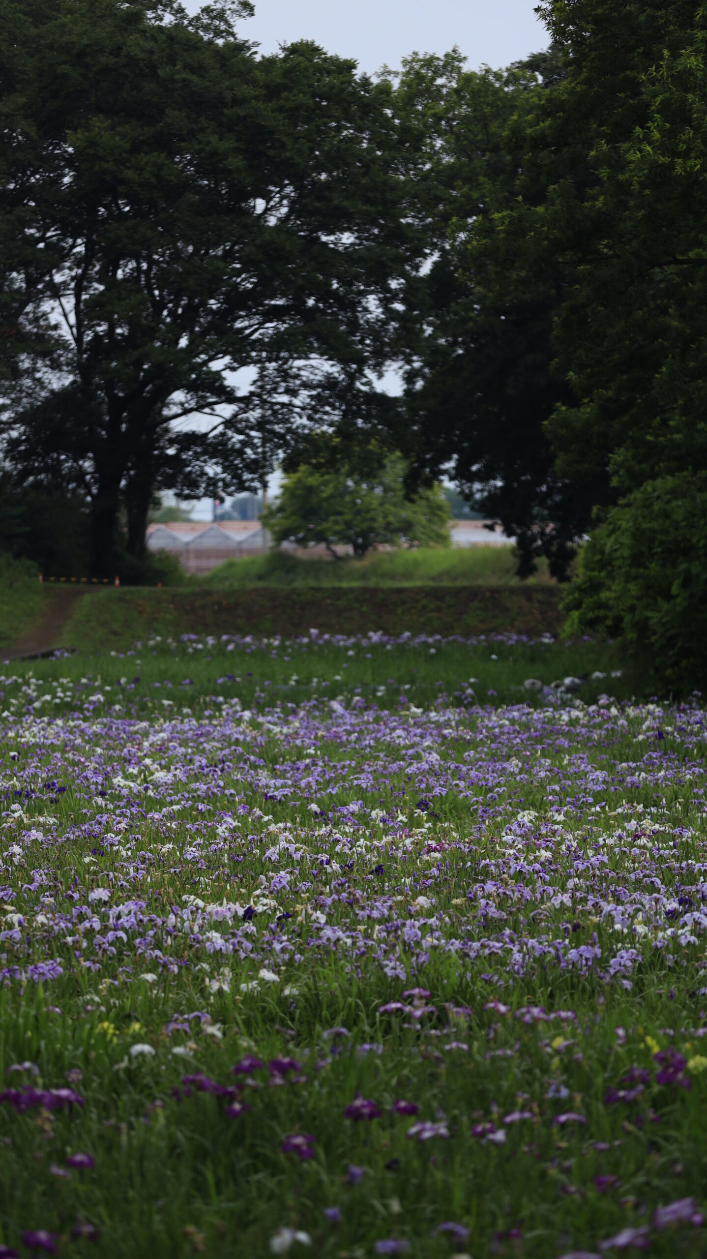 赤堀花しょうぶ園の曇り空の下に広がる菖蒲園