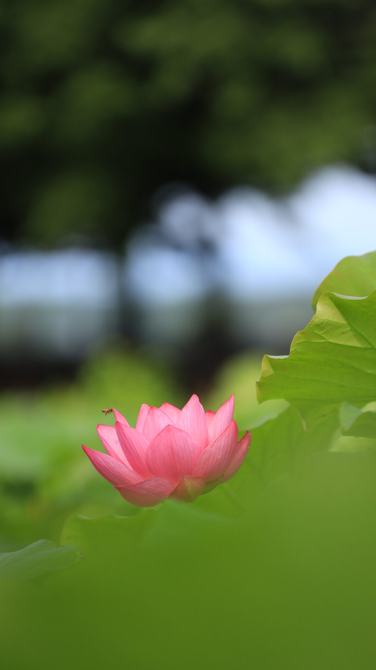 本庄総合公園の咲きたての一輪の蓮の花と蜂