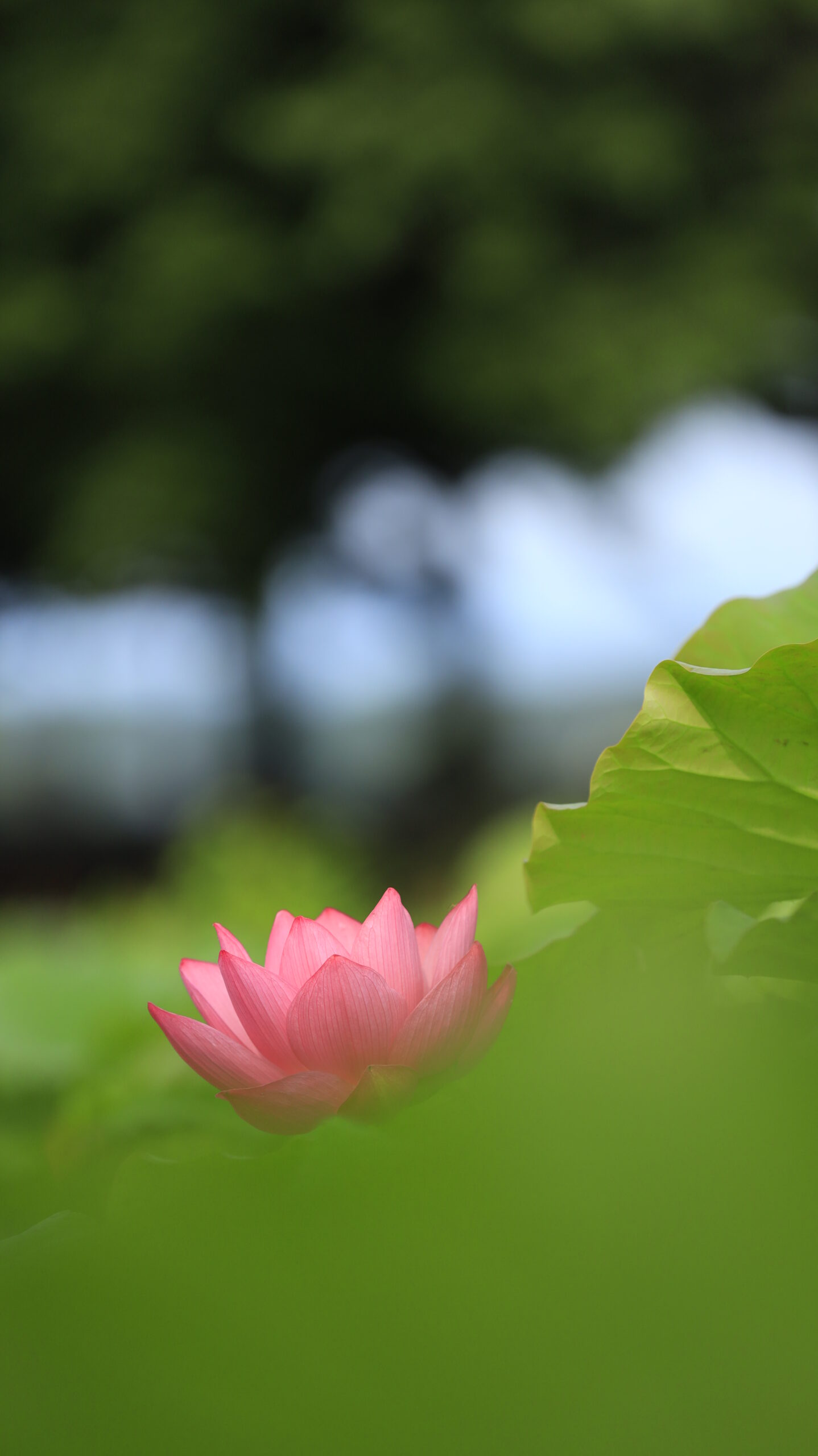 本庄総合公園の手前の葉をぼかして柔らかく撮影した蓮の花
