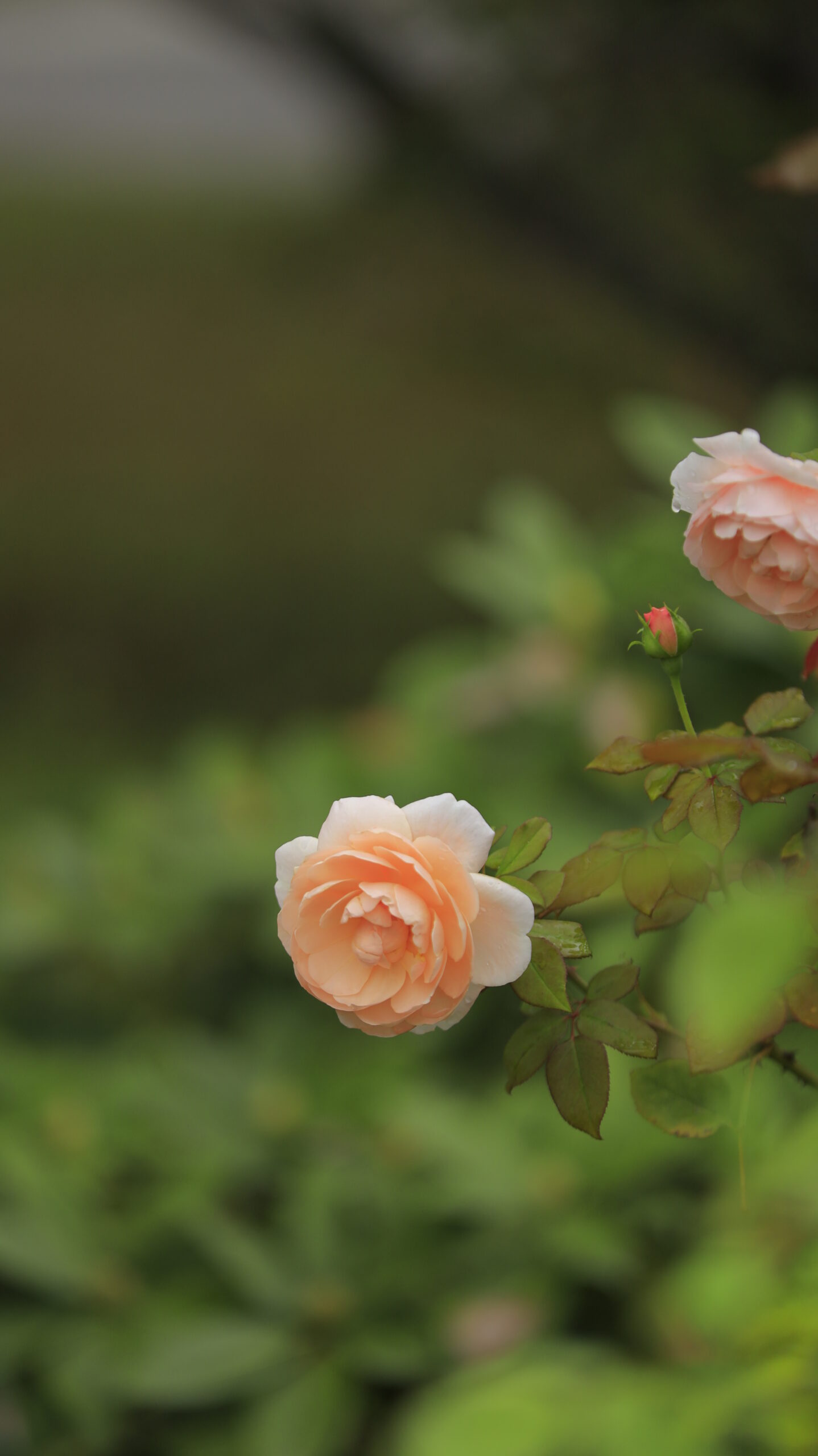 ぐんまフラワーパークのバラ園で形の美しい薔薇を撮影した上品で華やかな花の写真。