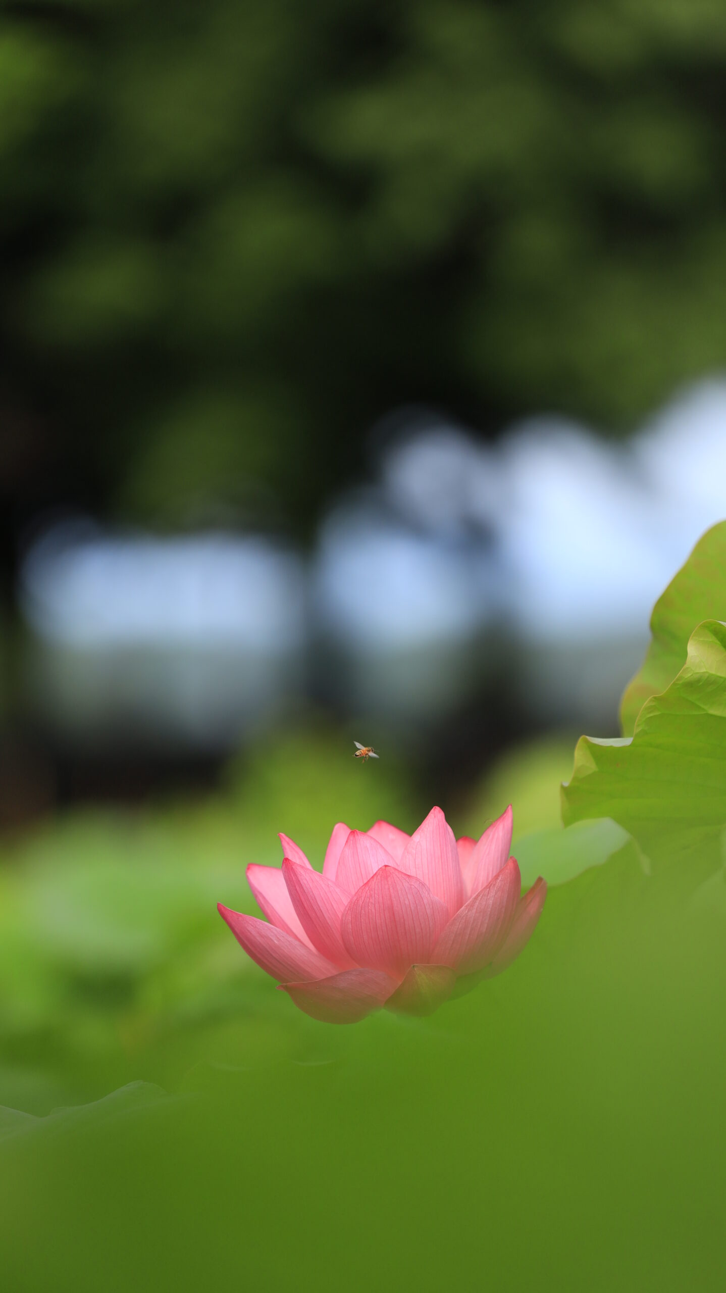 本庄総合公園の蓮の花と上を飛ぶ蜂