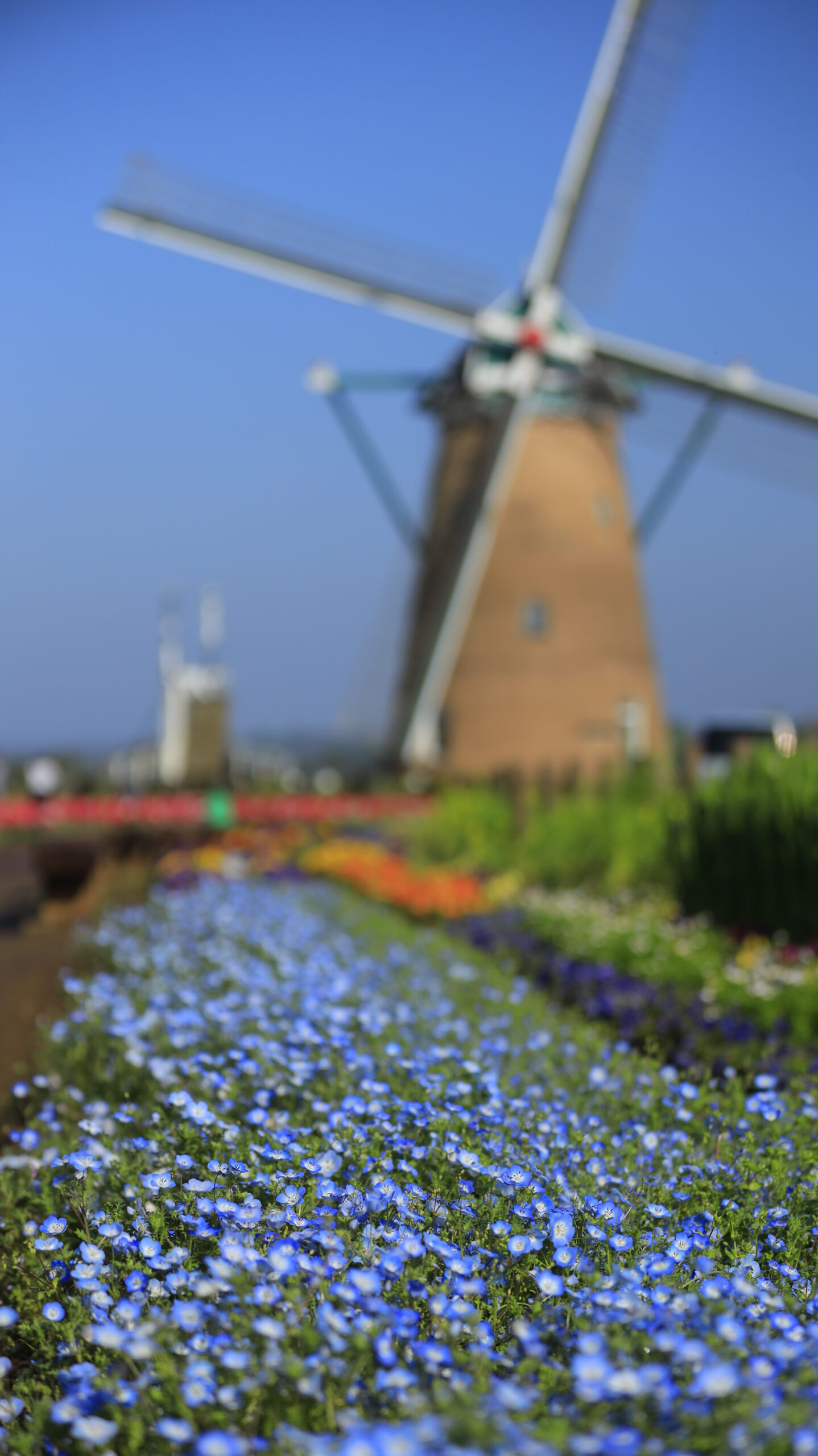 佐倉ふるさと広場で、ネモフィラと風車を組み合わせた爽やかな風景