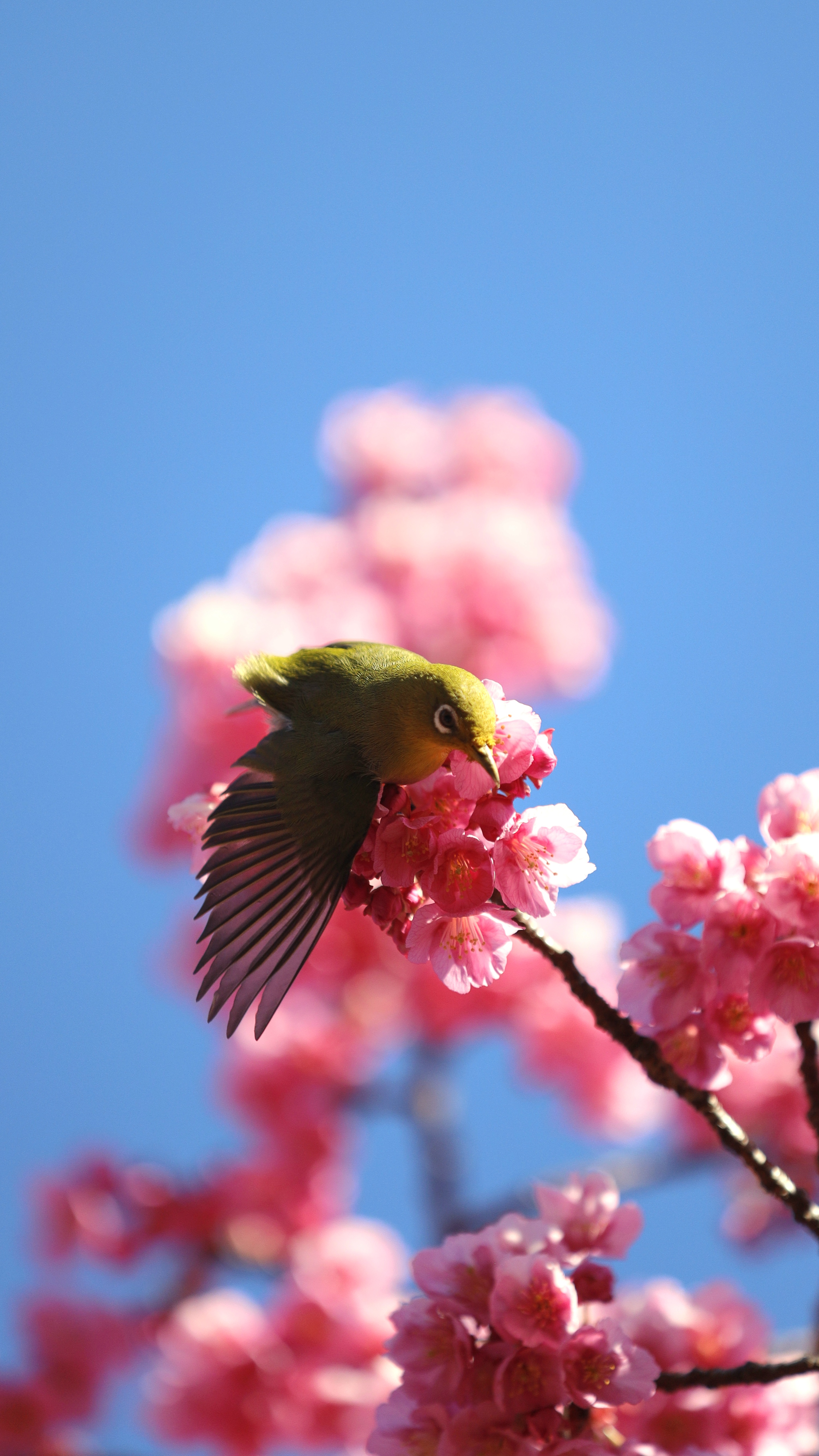 荏原神社にて、「羽ばたくメジロと寒緋桜の躍動感」と感じた写真です。