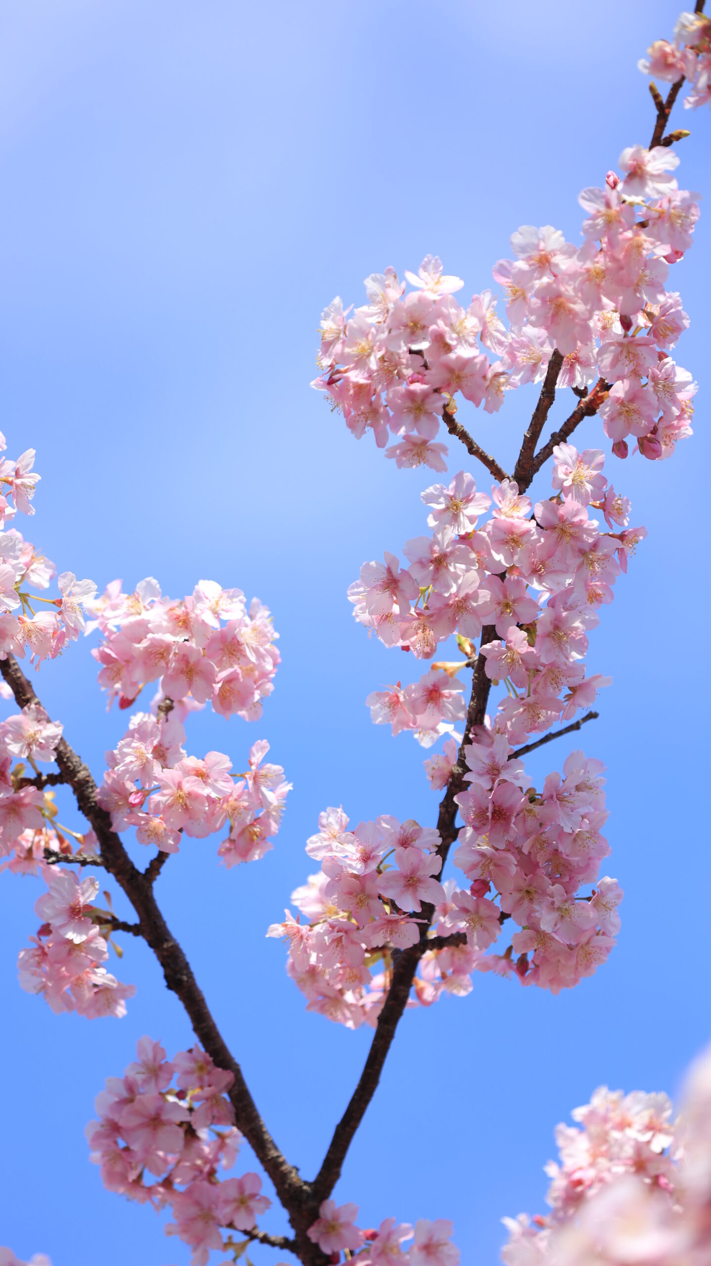 横須賀美術館で、ふわふわの桜の間からこちらを覗くメジロを撮影。視線の可愛らしさがポイント。