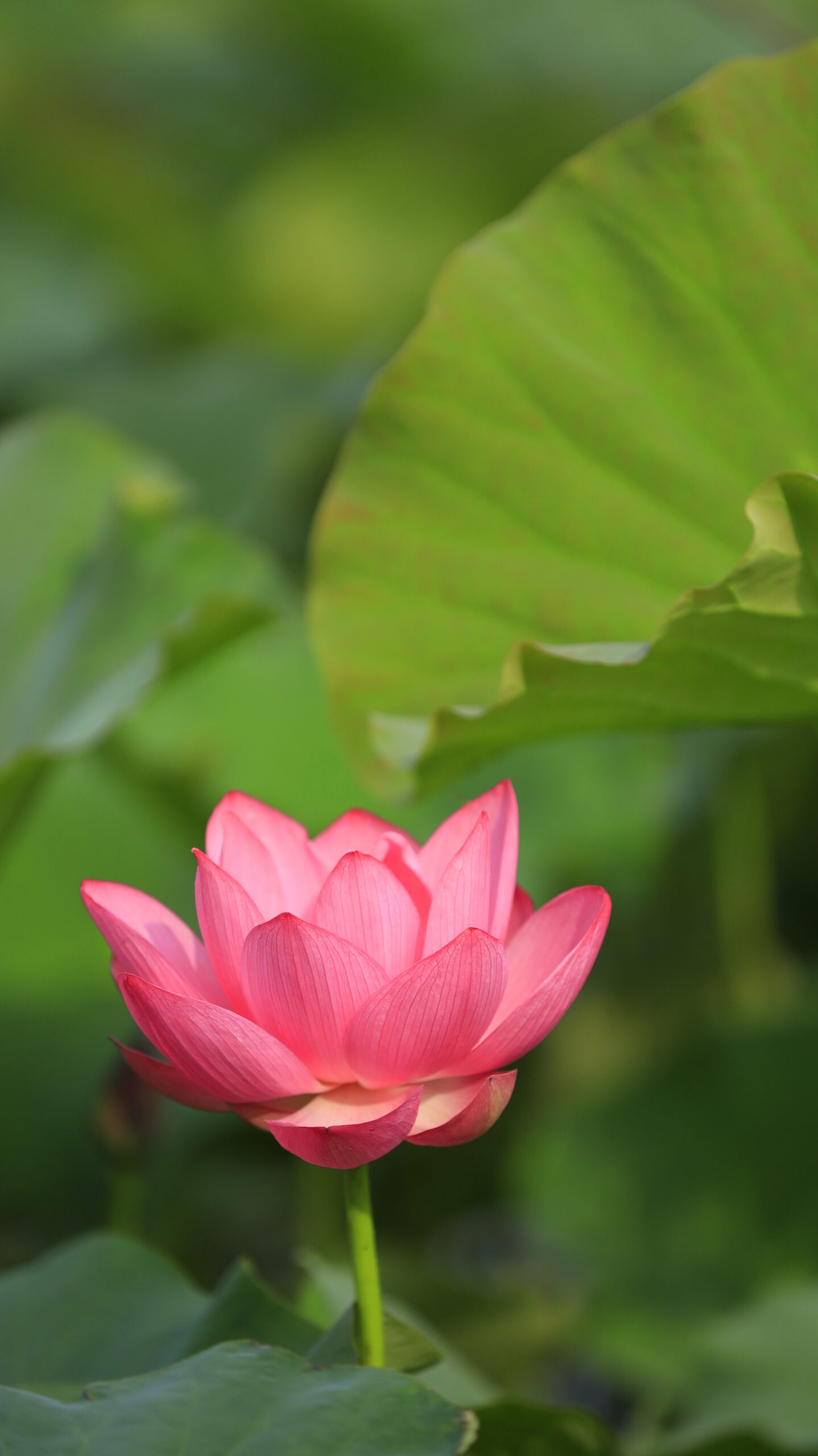 本庄総合公園の斜め上から見た光の当たる蓮の花