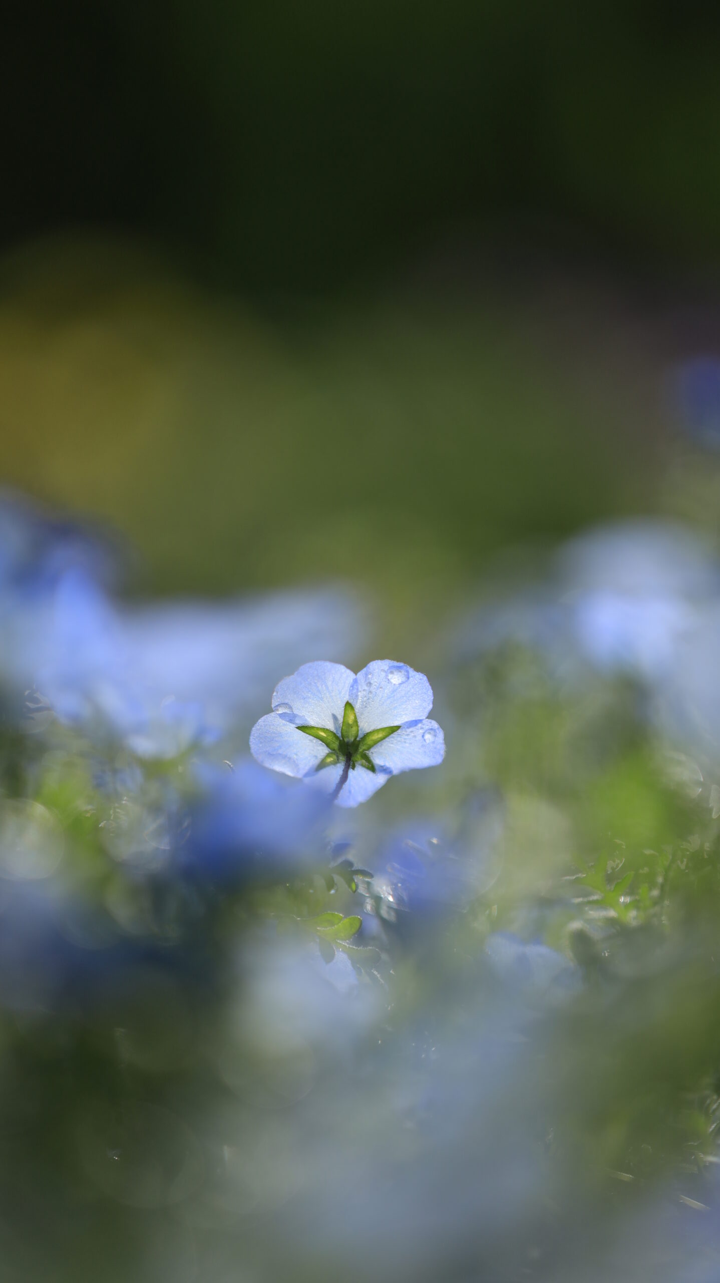 佐倉ふるさと広場で、ネモフィラをローアングルで透かした幻想的な構図