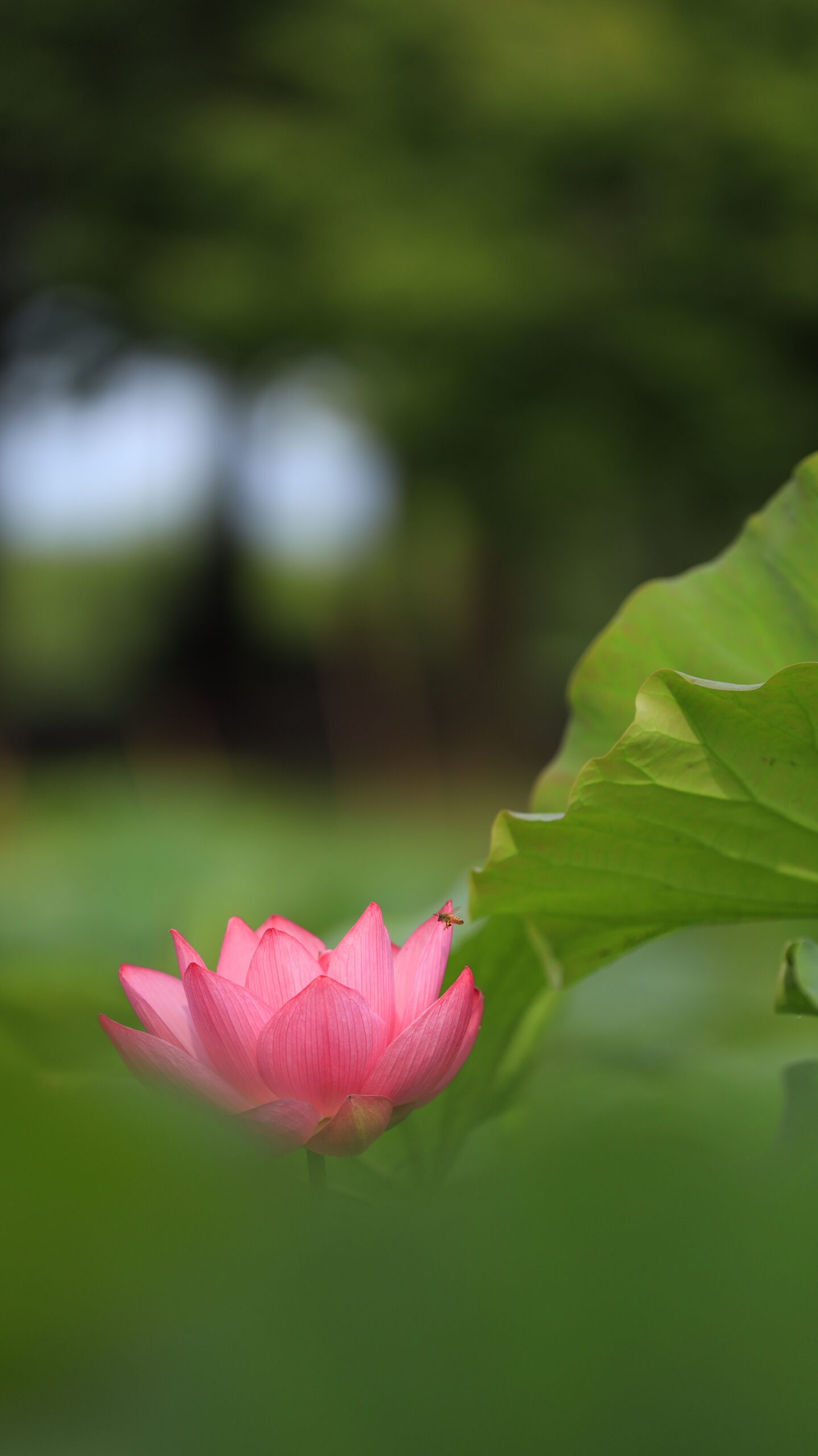 本庄総合公園の蓮の花に蜂が寄ってきた瞬間