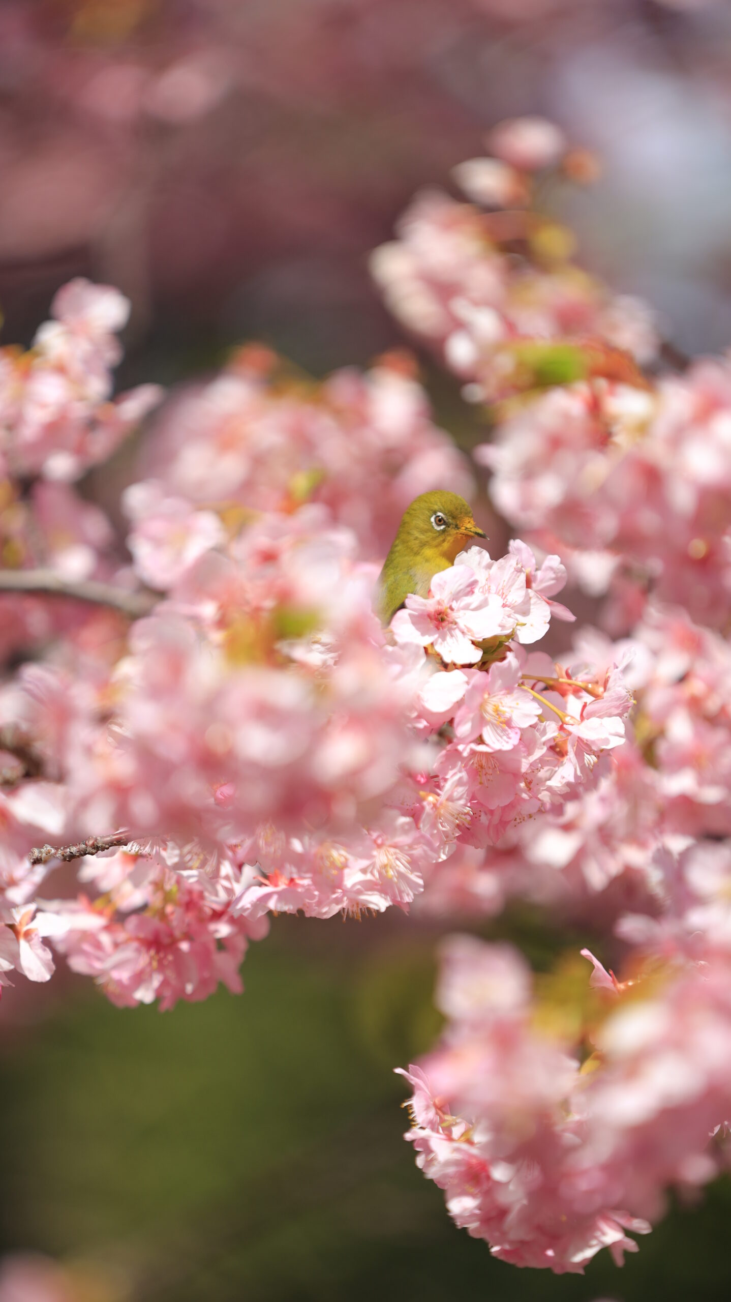 横須賀美術館で、ピンクの花びらが美しい河津桜とメジロを撮影。色のコントラストを意識。