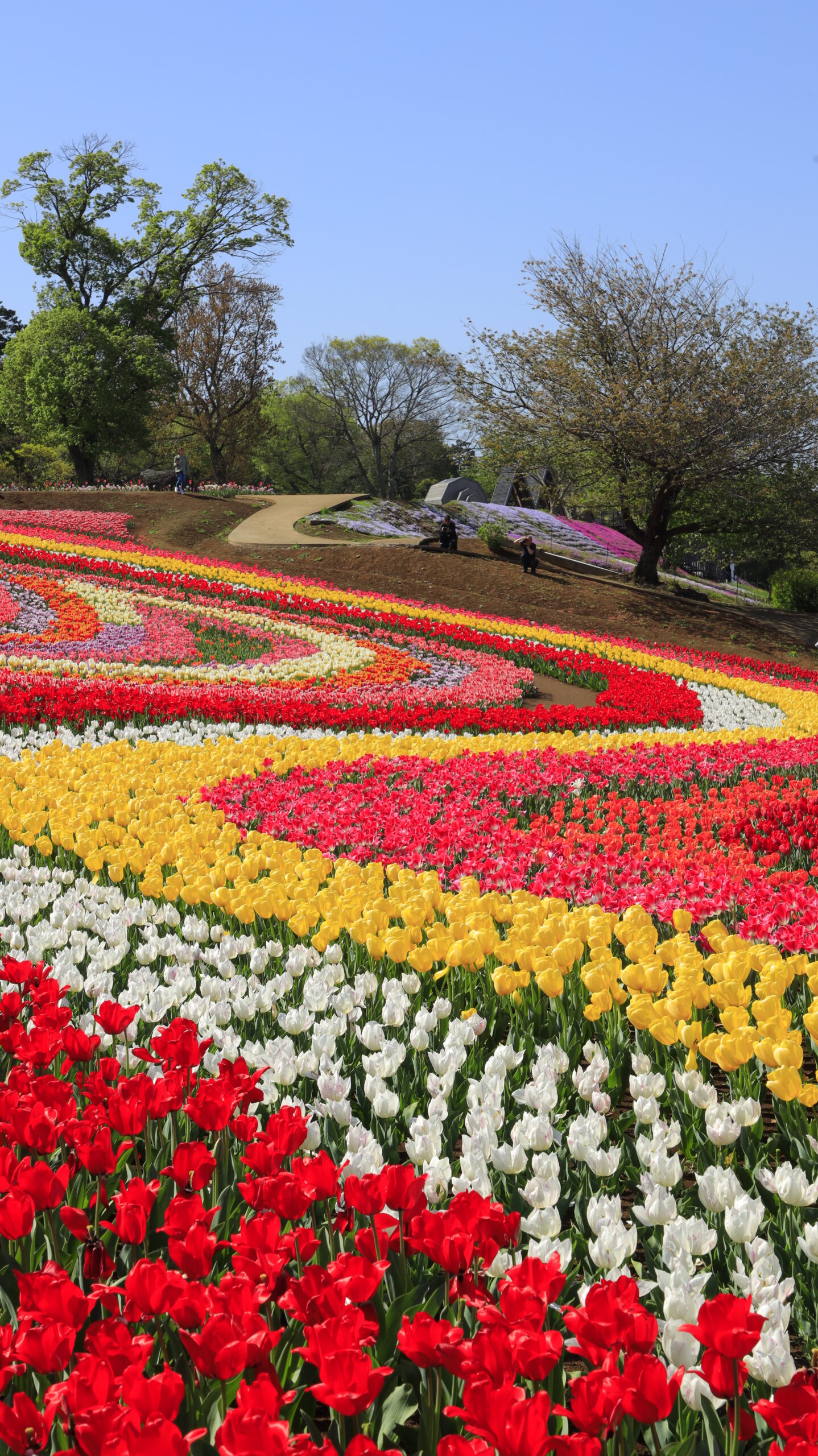 東京ドイツ村で、奥まで続くチューリップのうねりを捉えた構図