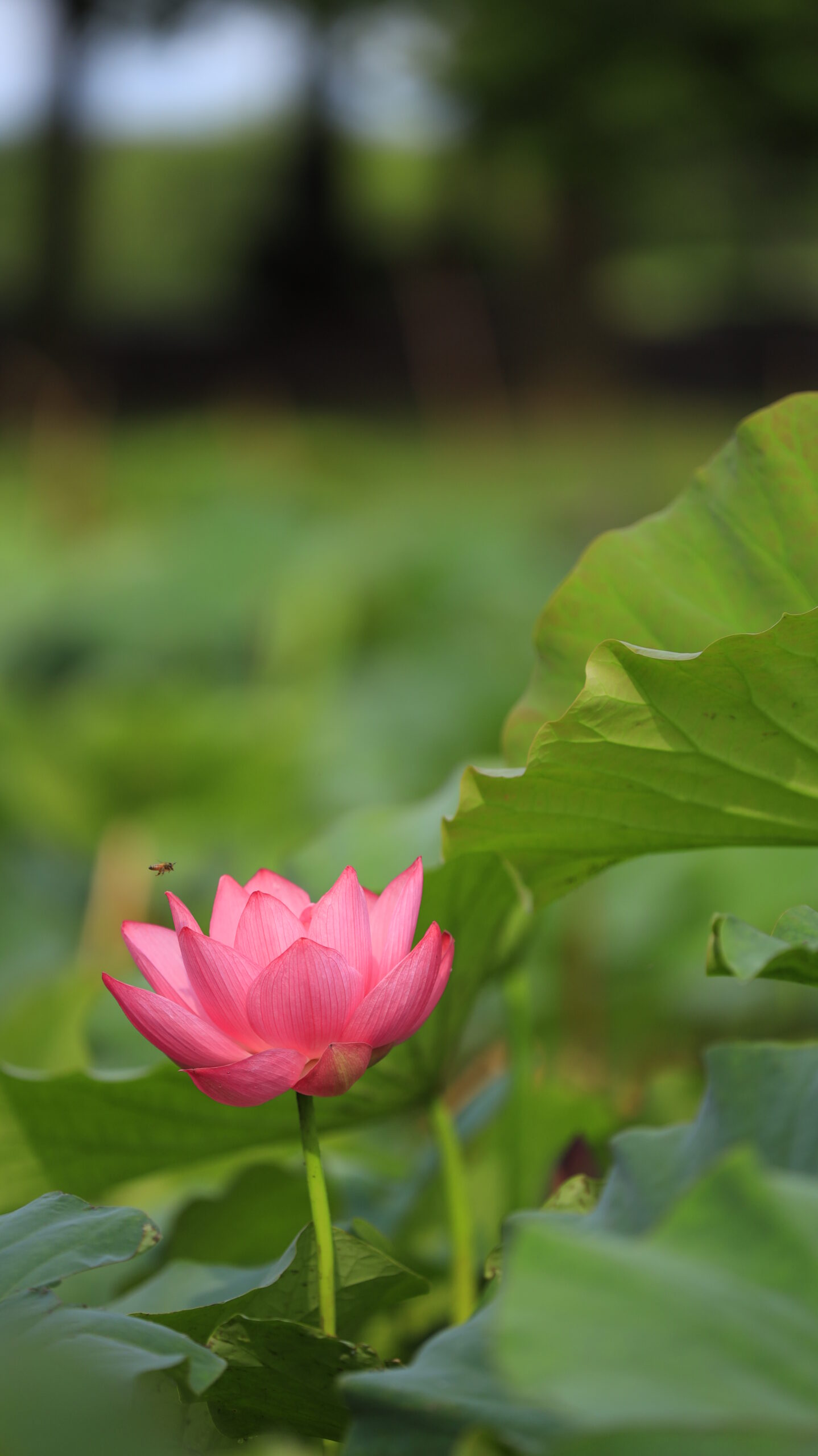 本庄総合公園の蓮の花の上を飛ぶ蜂