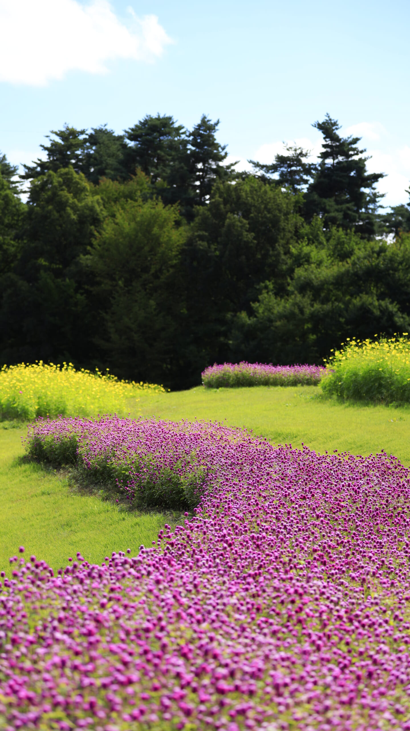 国営アルプスあづみの公園の紫色の千日紅と黄色いコスモスが広がる花畑