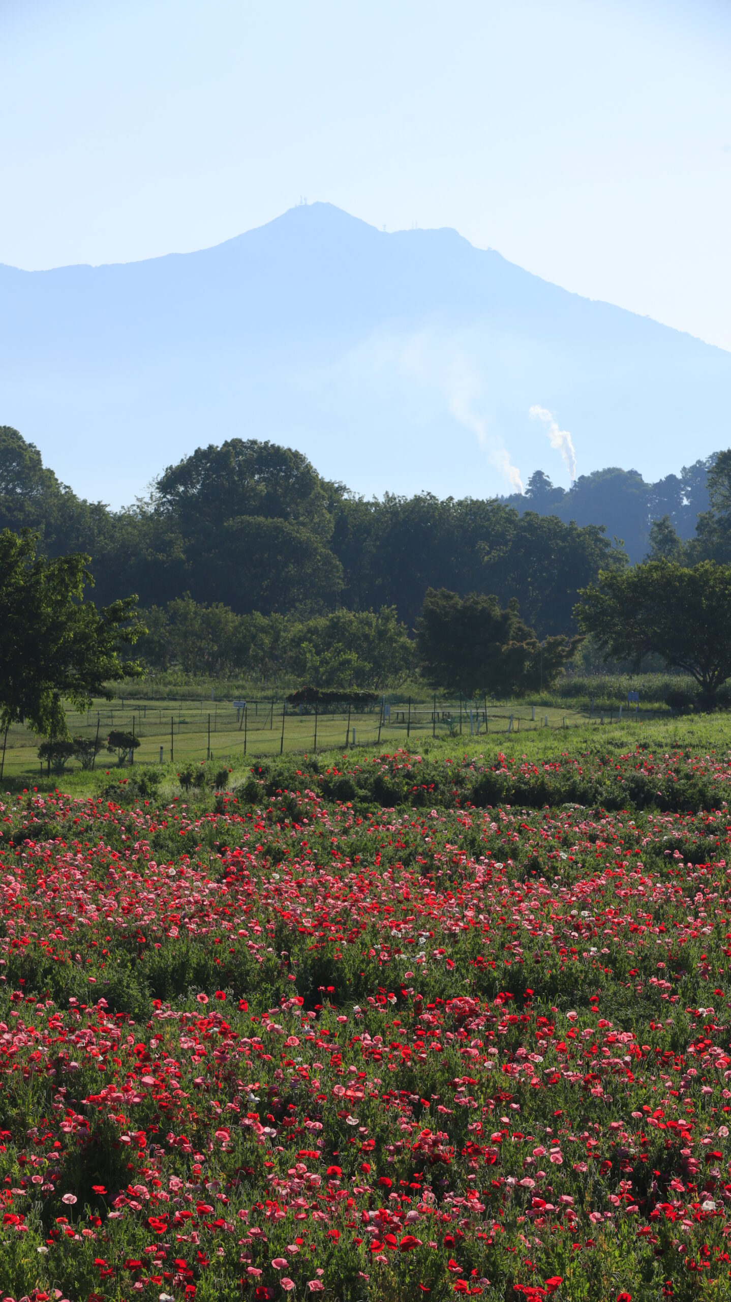 ホーミックふれあい公園で高い位置からポピー畑と筑波山を写した風景写真