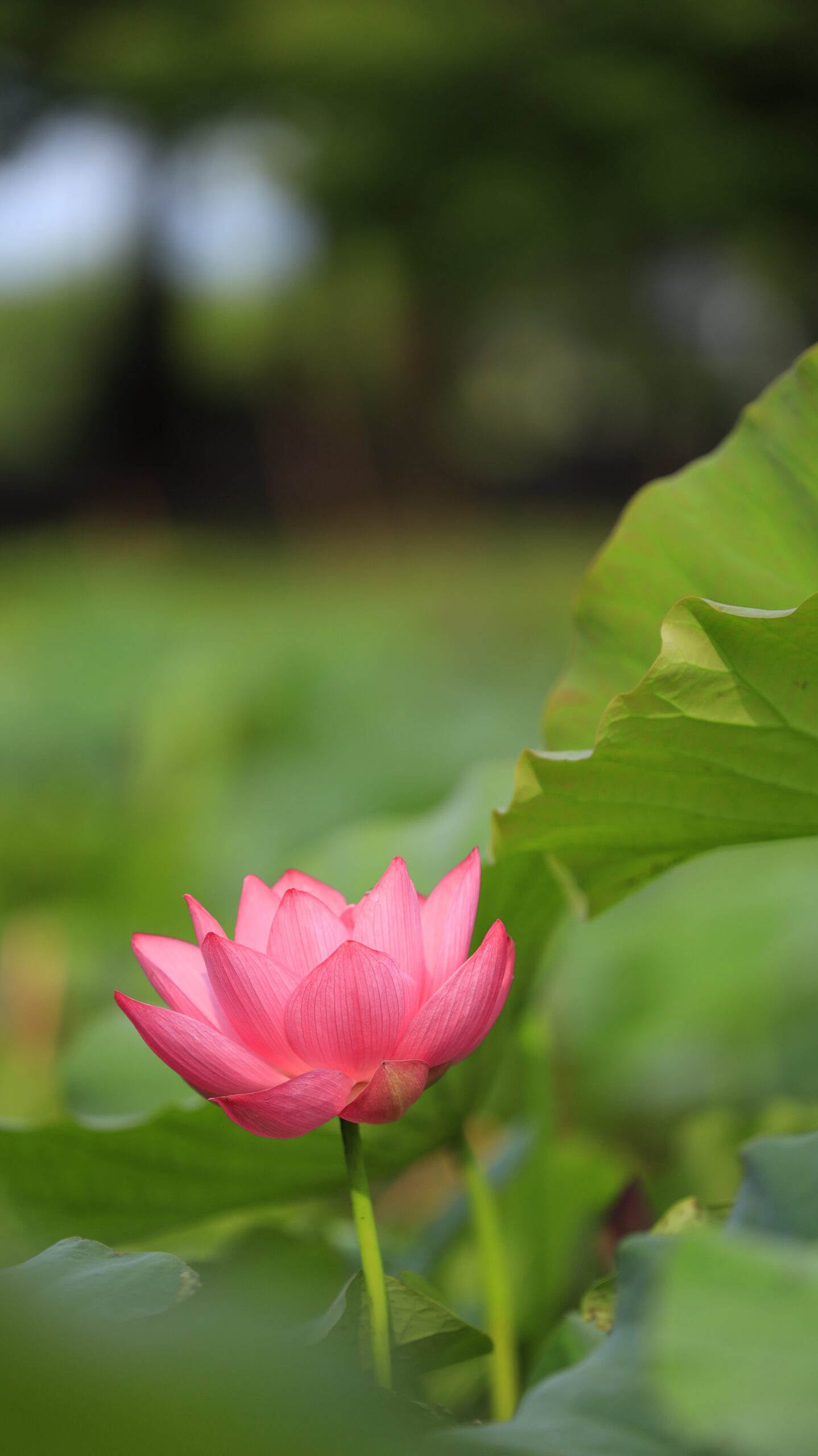 本庄総合公園の綺麗な蓮の花を横からアップで撮影