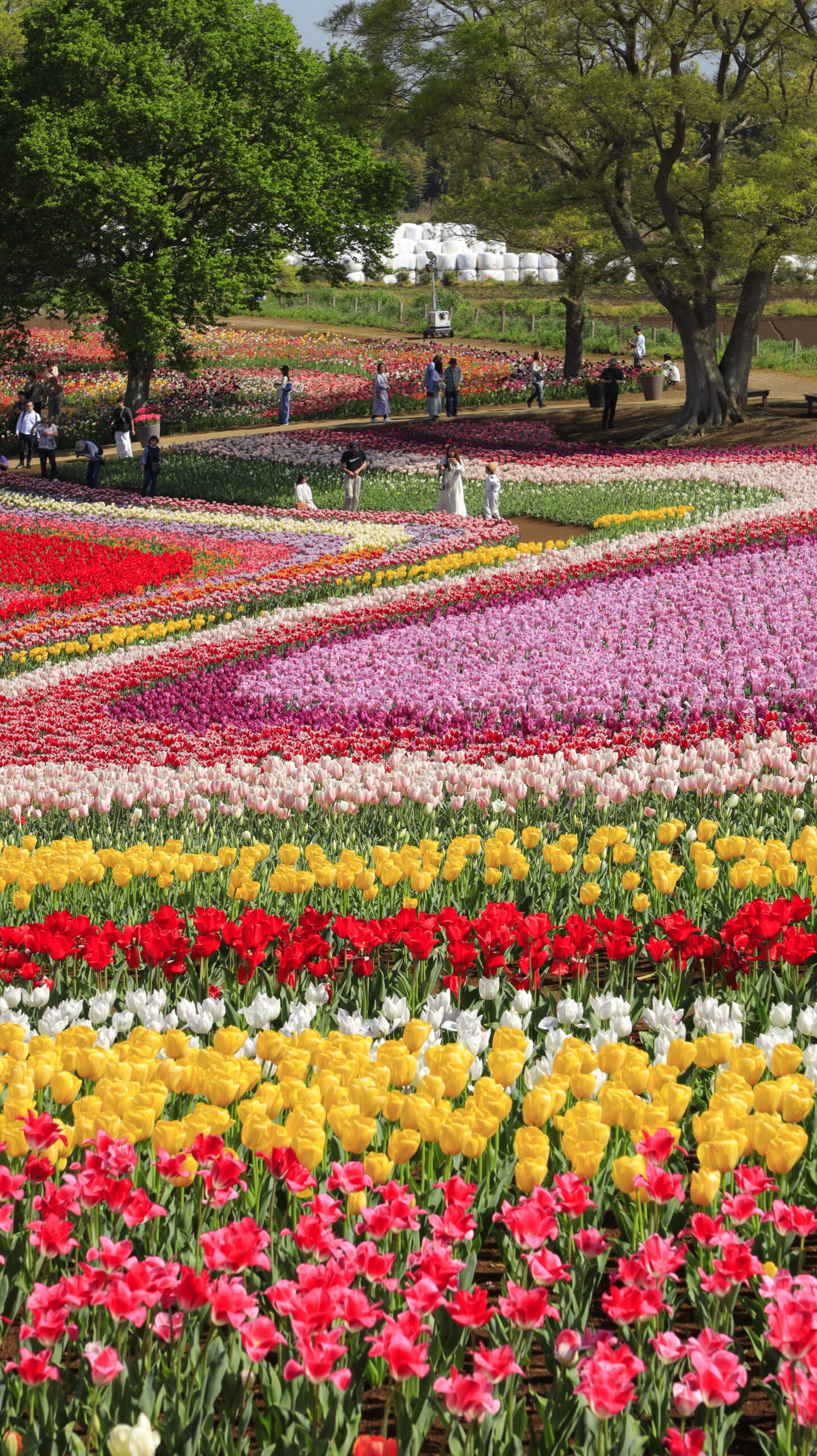 東京ドイツ村で、高い位置から見下ろしたチューリップ畑と人々の様子