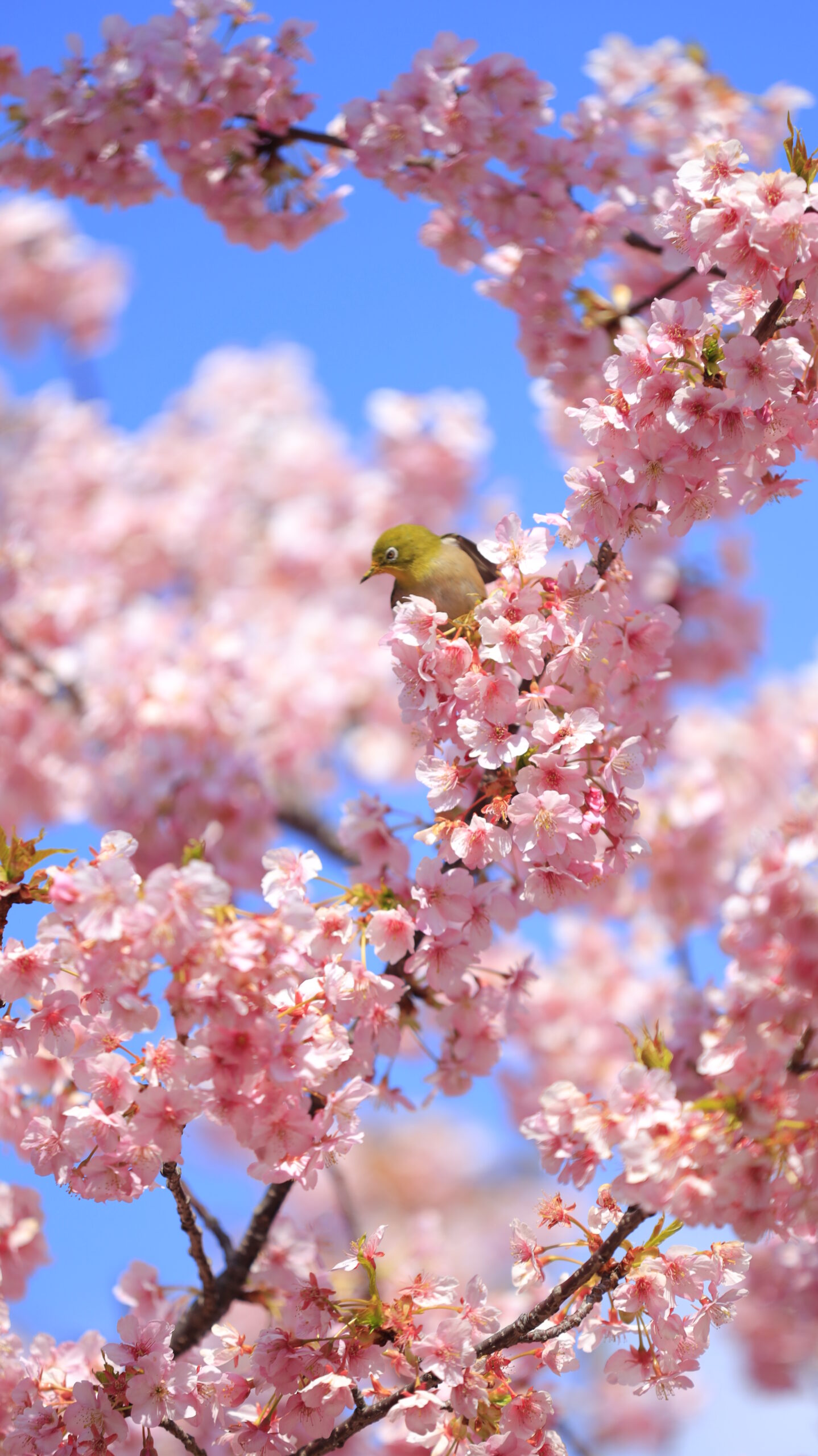 横須賀美術館で、河津桜の木で下を覗き込むメジロを撮影。自然な仕草を切り取り。