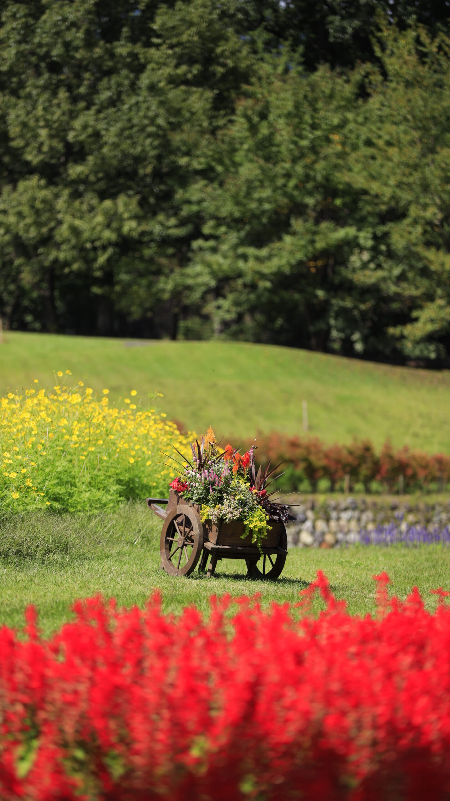国営アルプスあづみの公園のサルビア越しに見えるフラワーカートとレモンブライトコスモス
