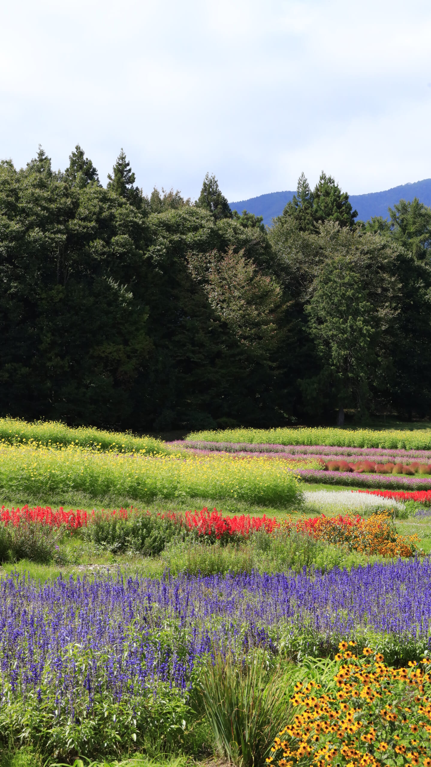 国営アルプスあづみの公園で低い位置から見上げたサルビア、コスモス、千日紅の花畑