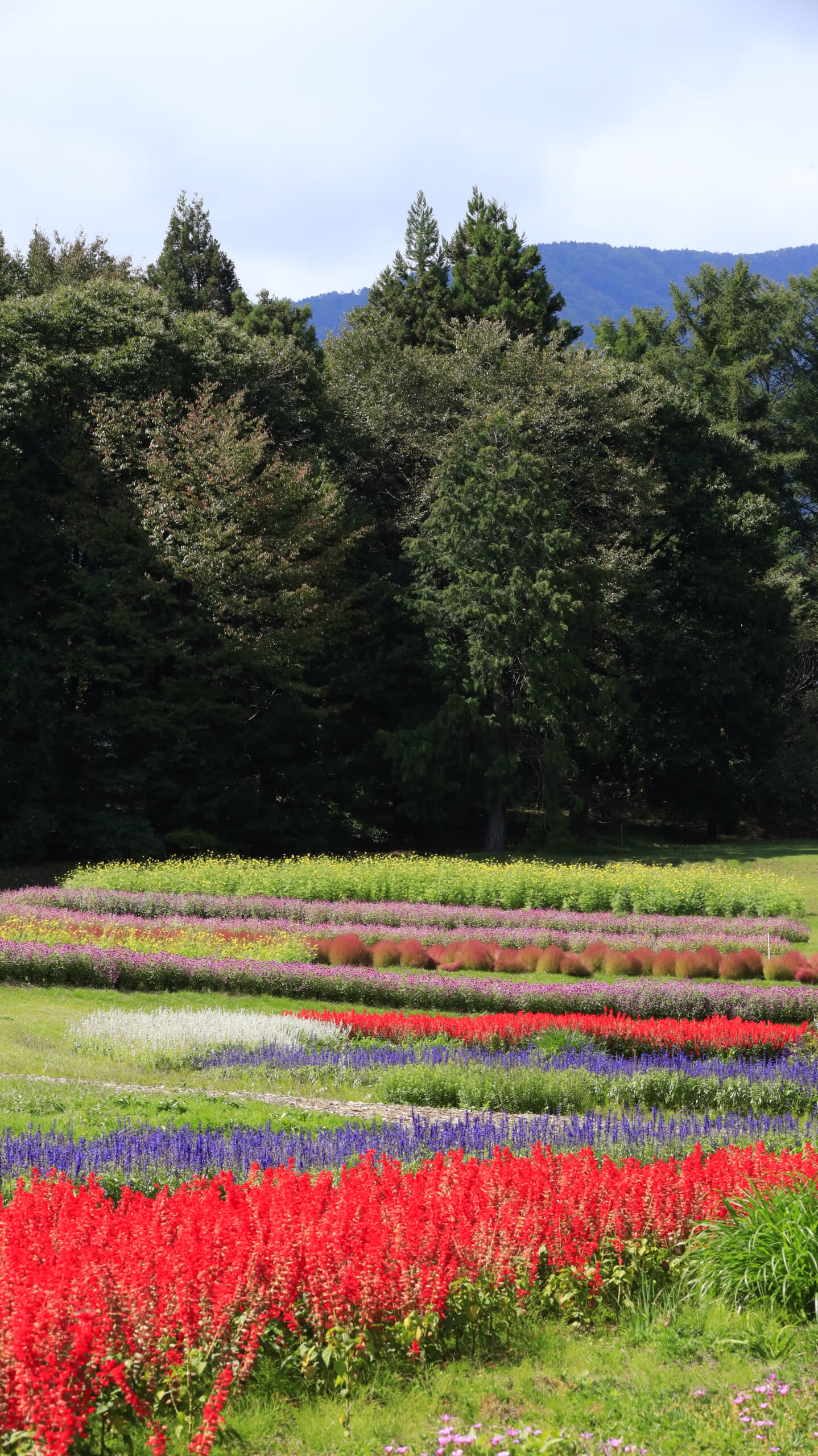 国営アルプスあづみの公園の赤と紫のサルビアが奥まで広がる花畑