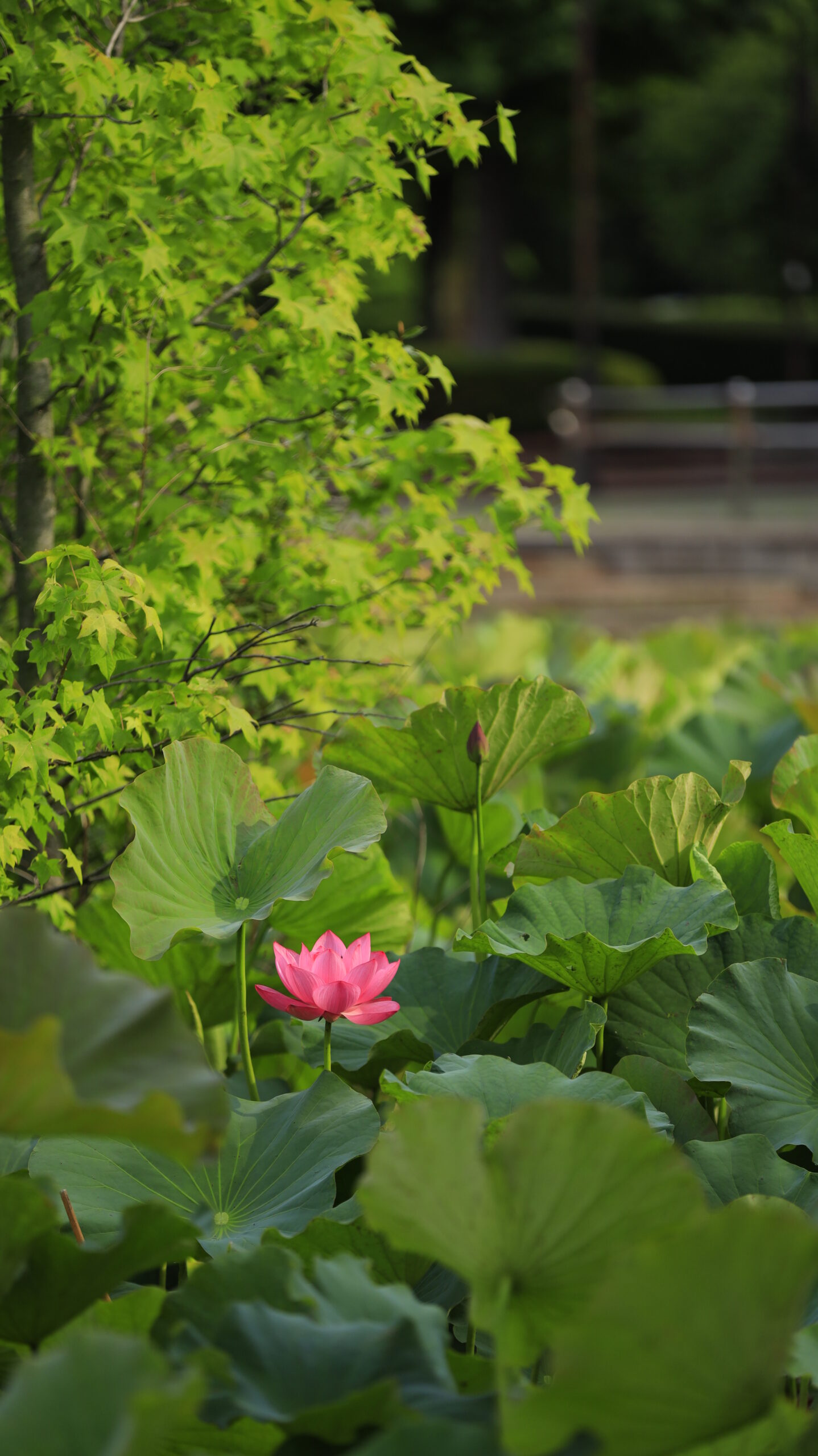 本庄総合公園の少し離れた場所から見たキラッと光る蓮の花