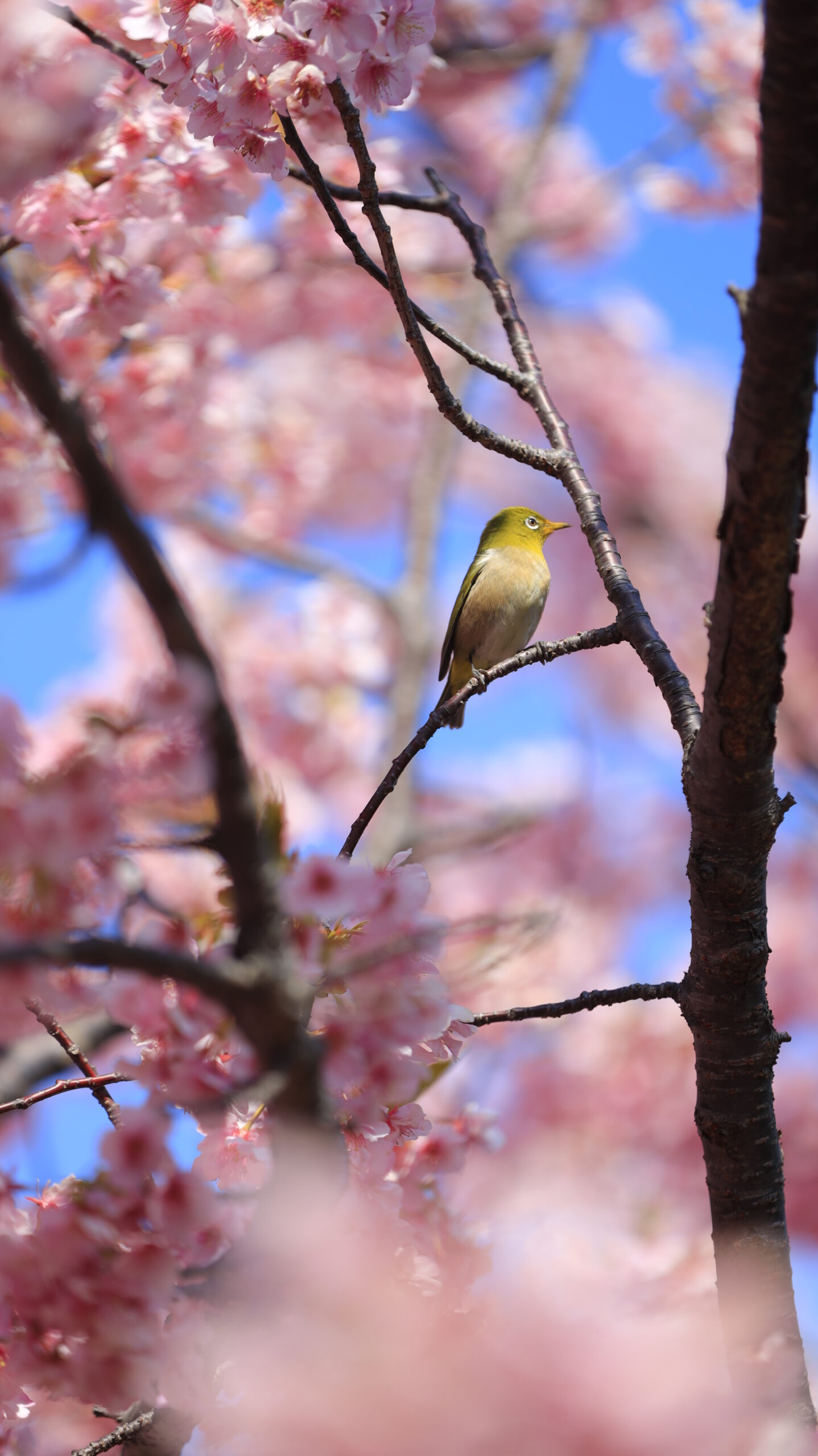 横須賀美術館で、河津桜の木にとまる凛とした佇まいのメジロを撮影。静かな存在感を表現。