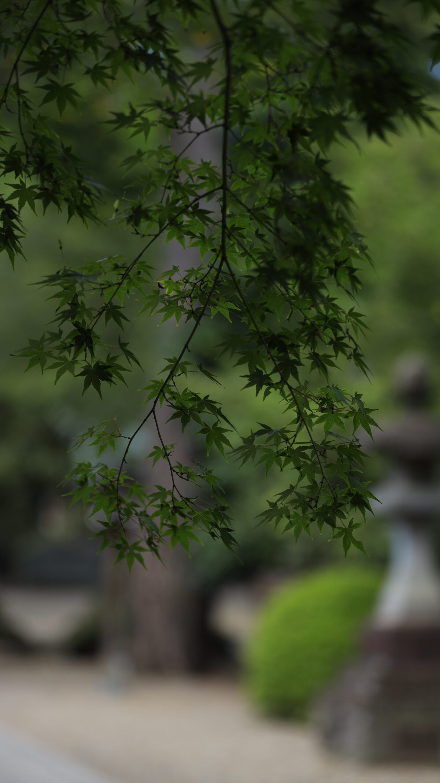 武州岩槻総鎮守 久伊豆神社で薄暗い場所から青もみじの背景を意識して撮影